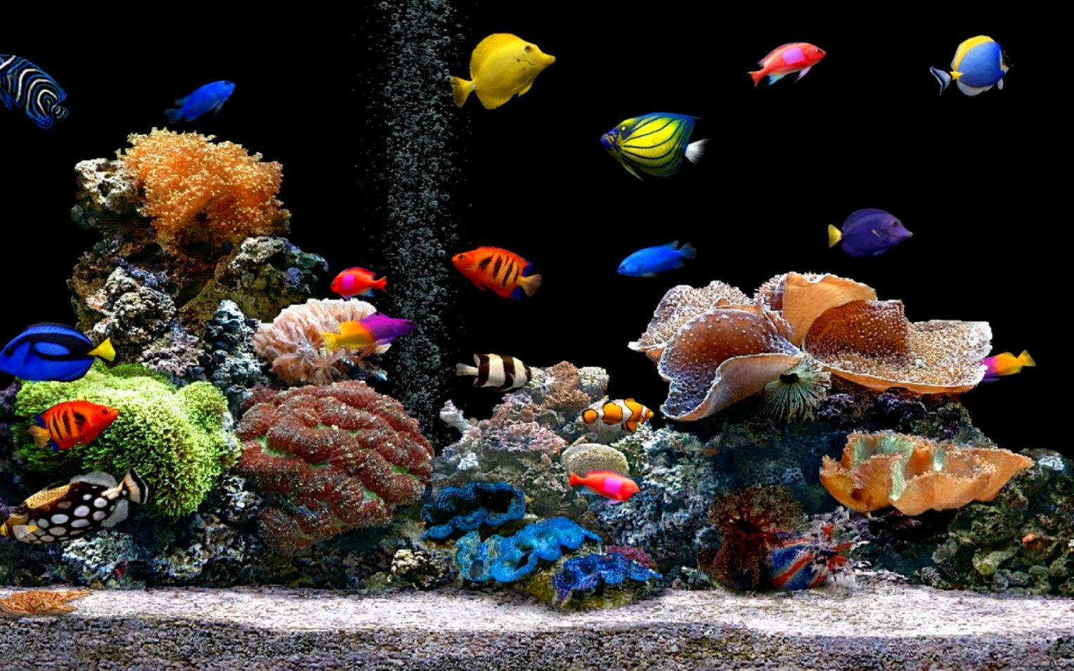Fish Tank, Live 3d, tropical fish, HD Desktop Wallpaper