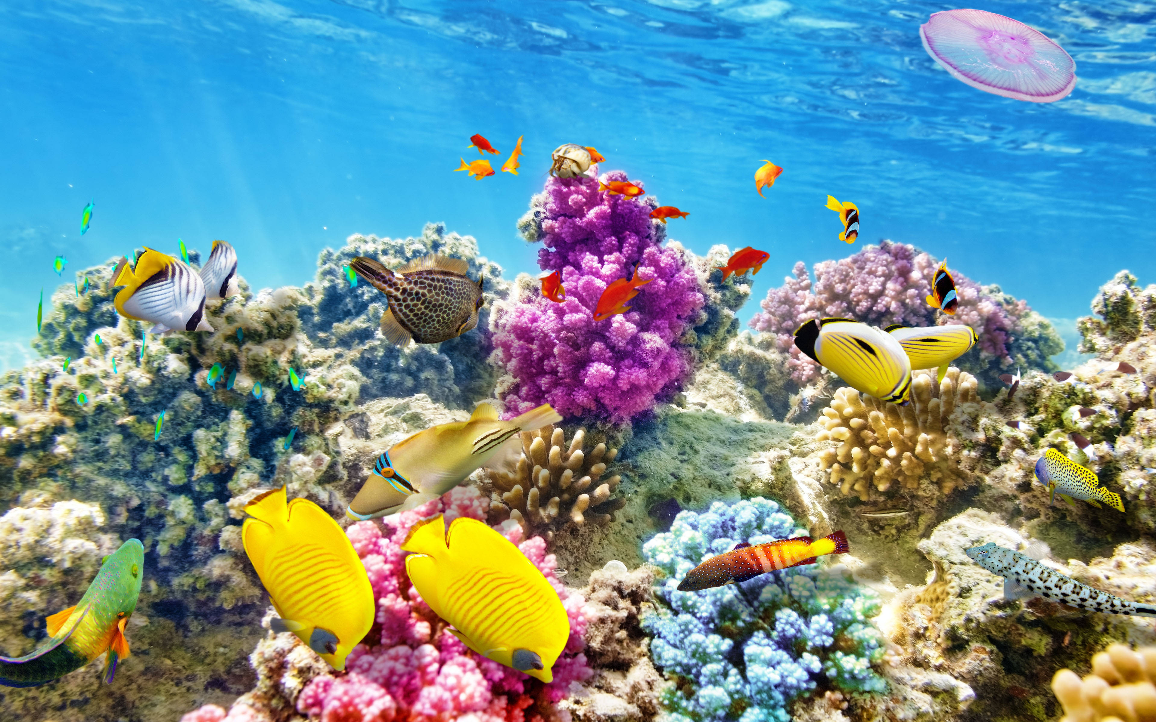 Seabed Corals, tropical fish, colorful coral reefs, 4K Desktop Wallpaper