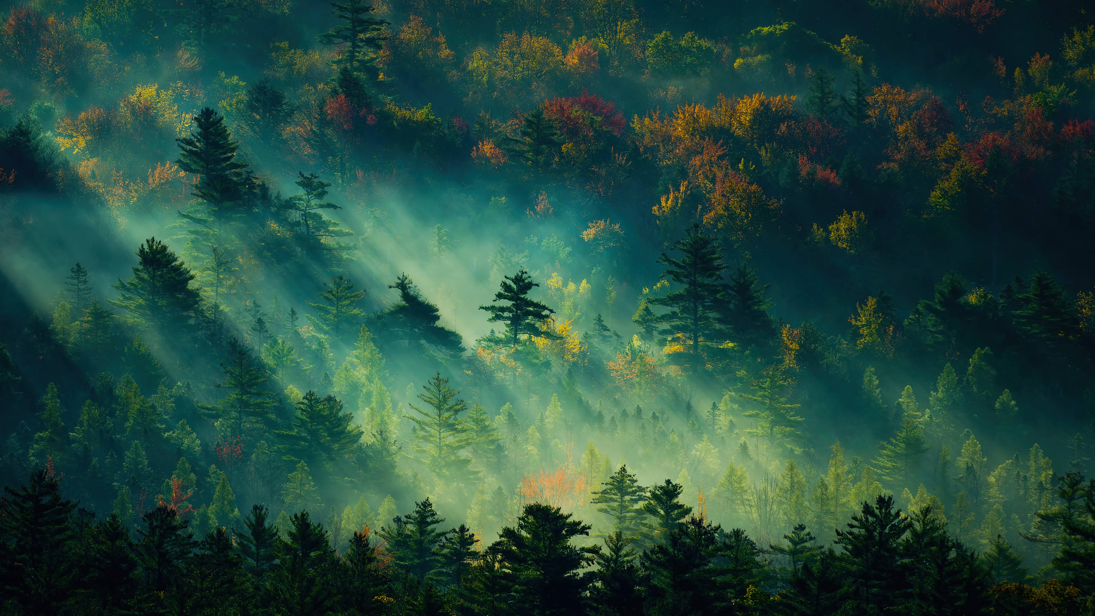 Live 4K UHD, foggy forest, sunlight beams, 4K Desktop Wallpaper