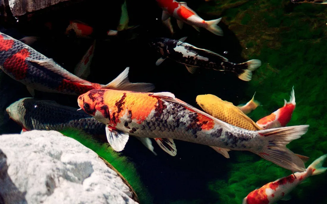 Live Koi Fish