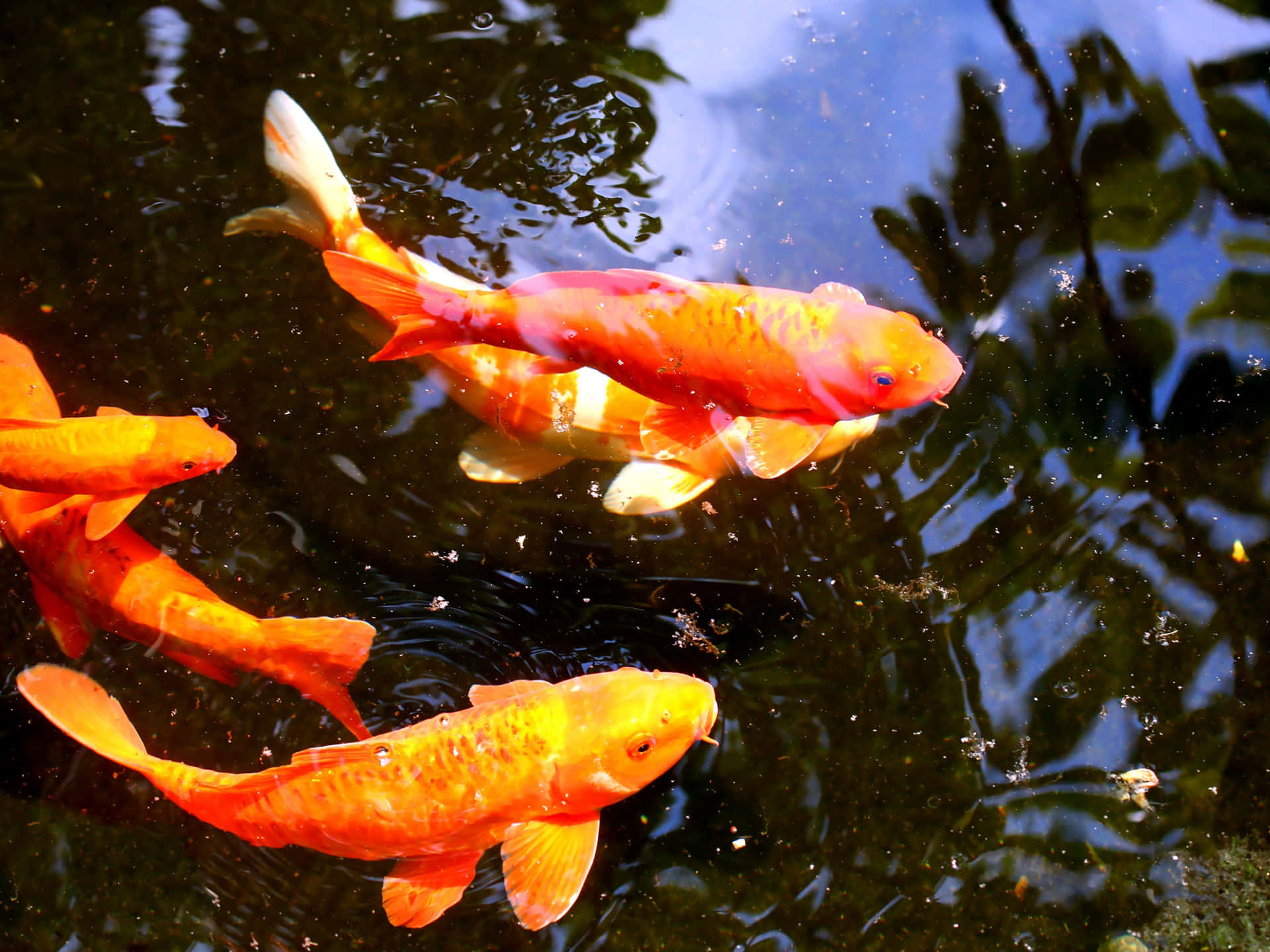 live koi fish, orange, white, Full HD Desktop Wallpaper