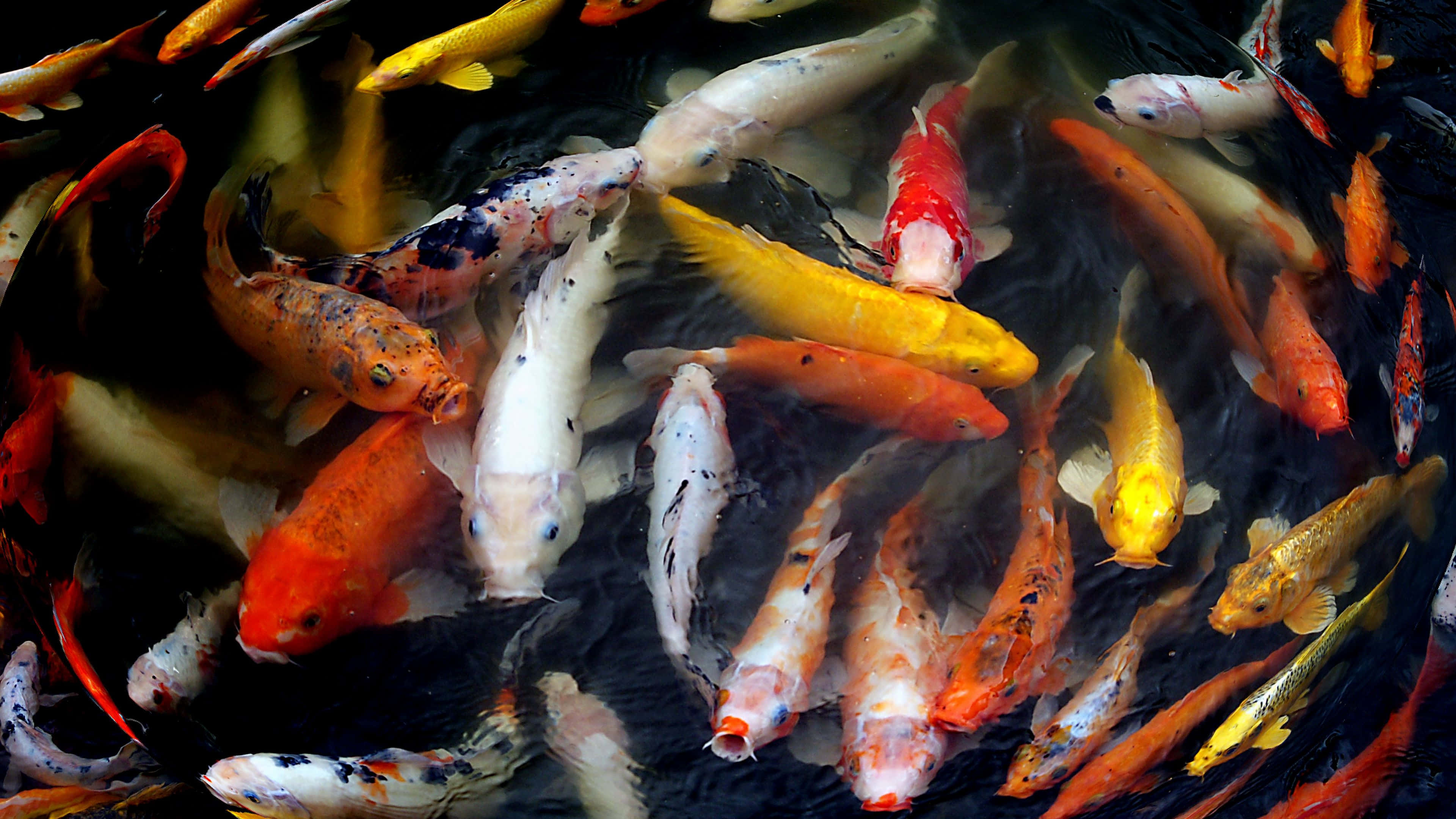 koi fish, pond, dark water, 4K Desktop Wallpaper