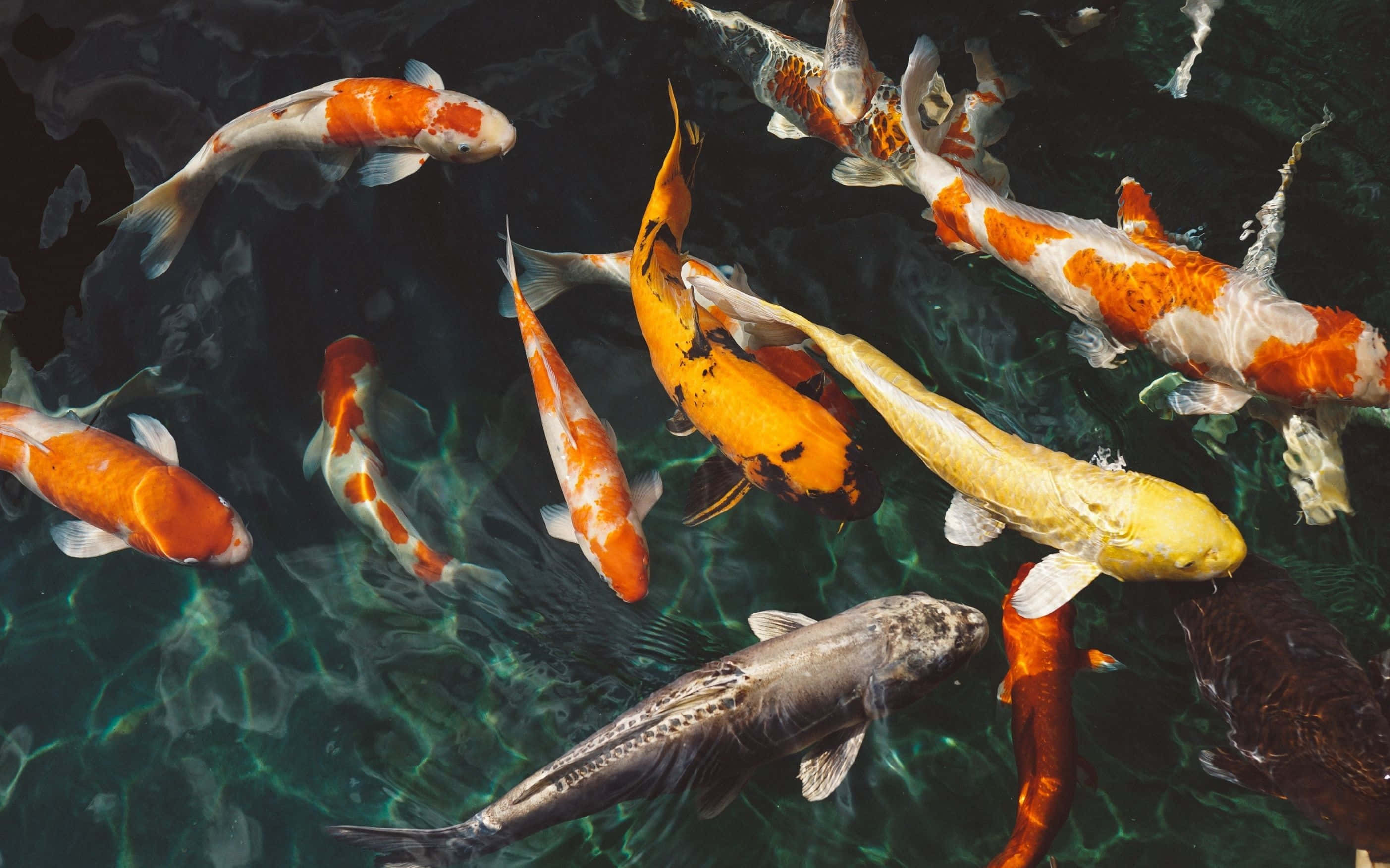 Live Koi Fish, clear green water, sunlight rippling on the surface, 2K Desktop Wallpaper