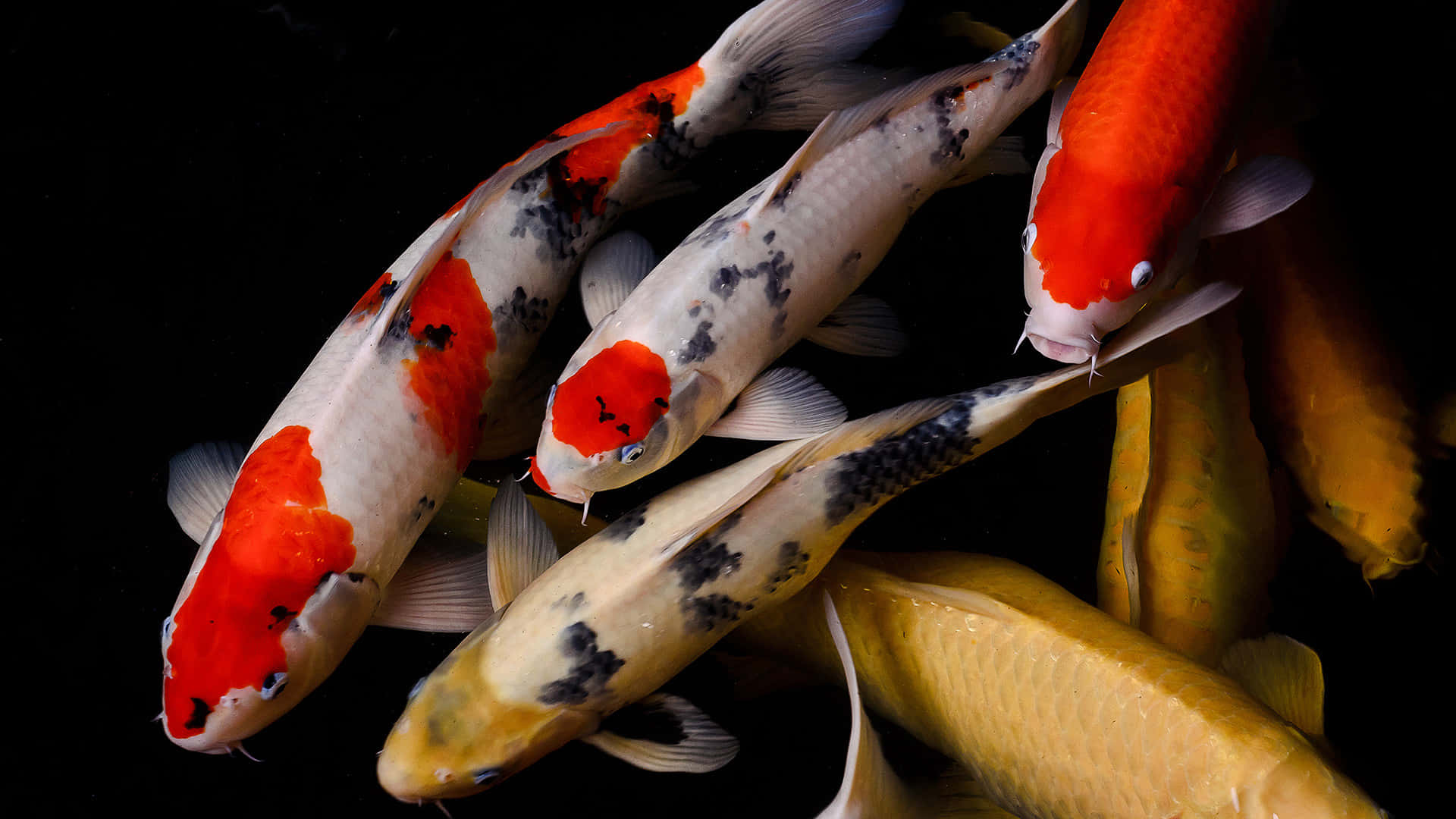 Live Koi Fish, red white and black patterns, stark black background, Full HD Desktop Wallpaper