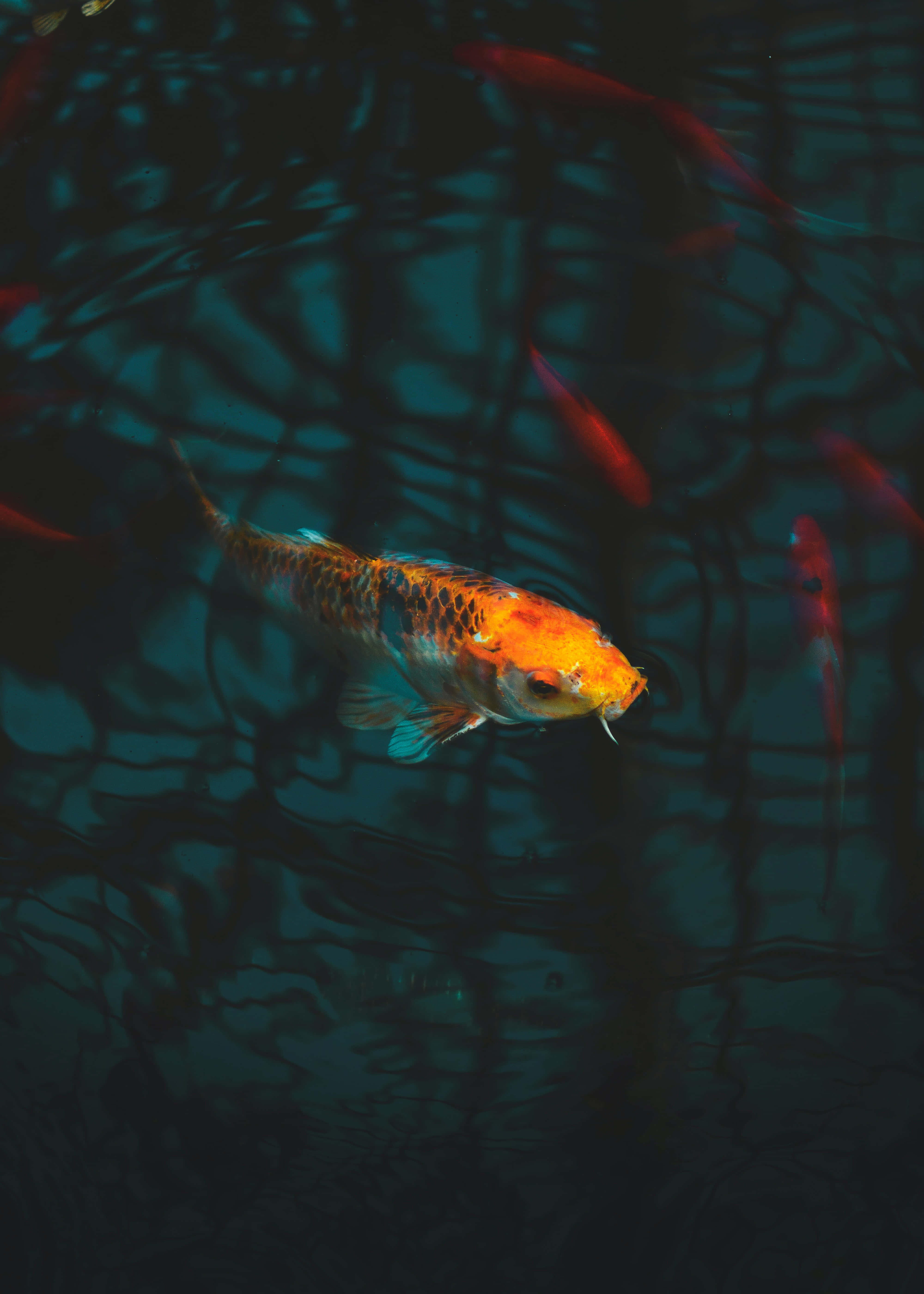live koi fish, orange koi fish, dark teal water, 5K Phone Wallpaper