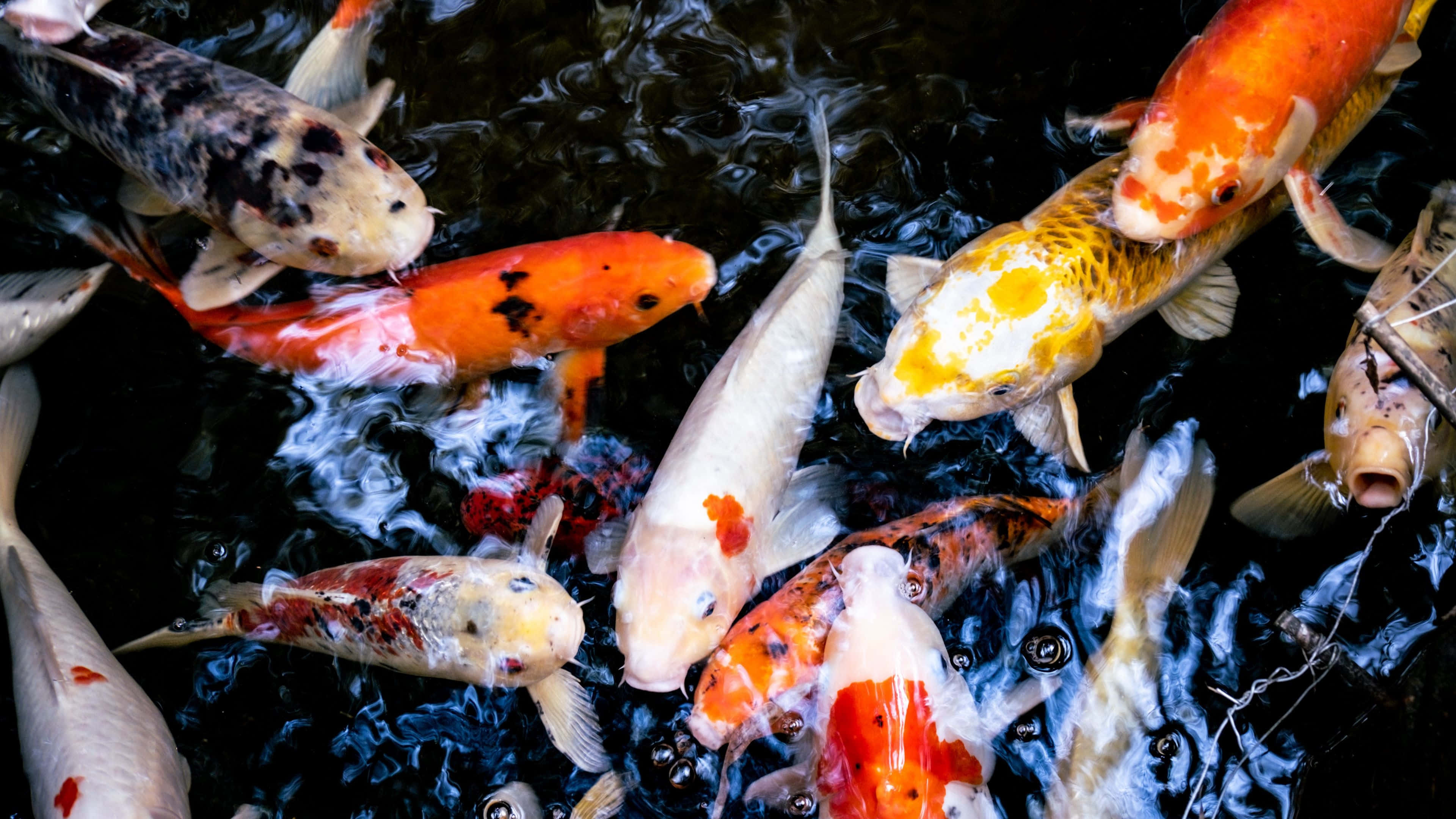 live koi fish, vibrant koi fish, dark water, 4K Desktop Wallpaper