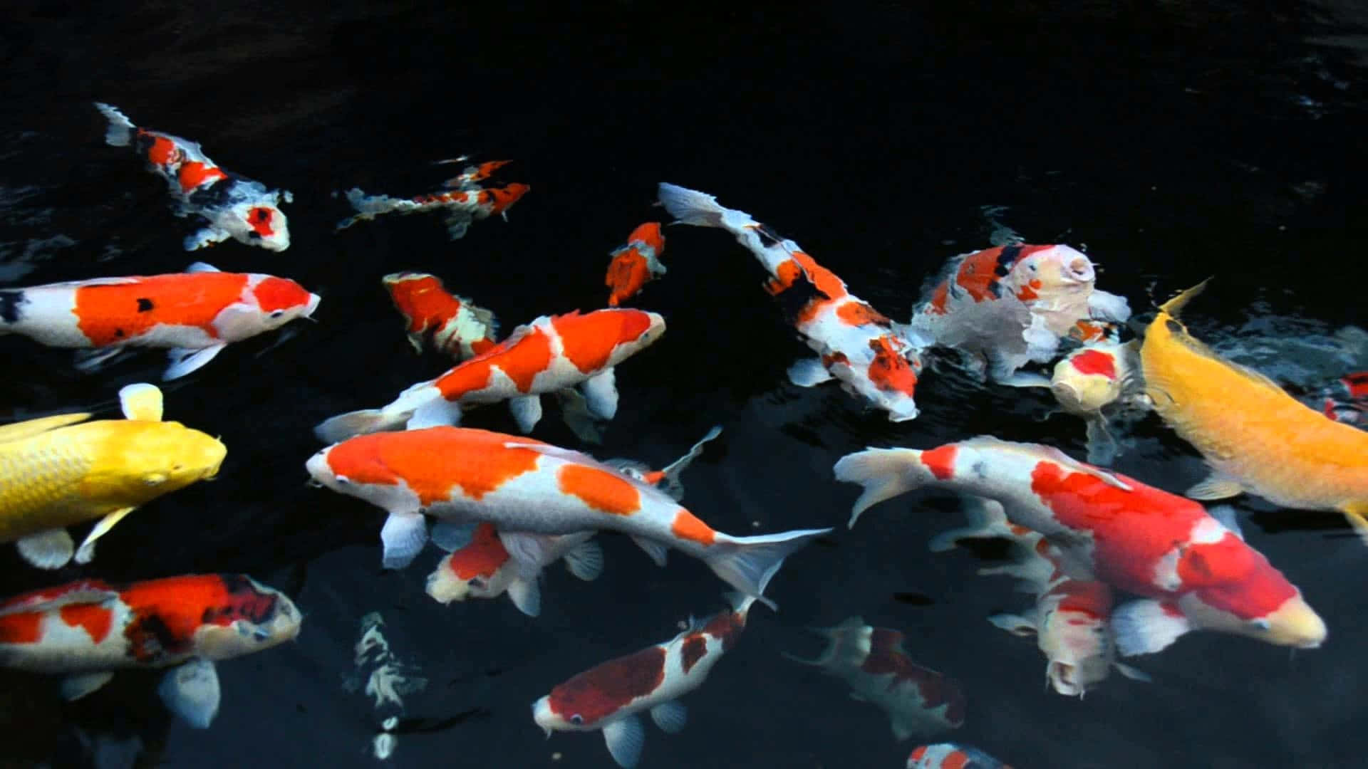 Live Koi Fish, orange white and yellow patterns, dark water, Full HD Desktop Wallpaper
