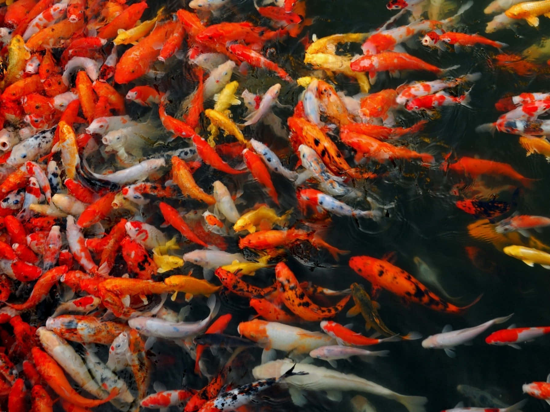 live koi fish, large group of live koi fish, colorful koi fish, HD Desktop Wallpaper