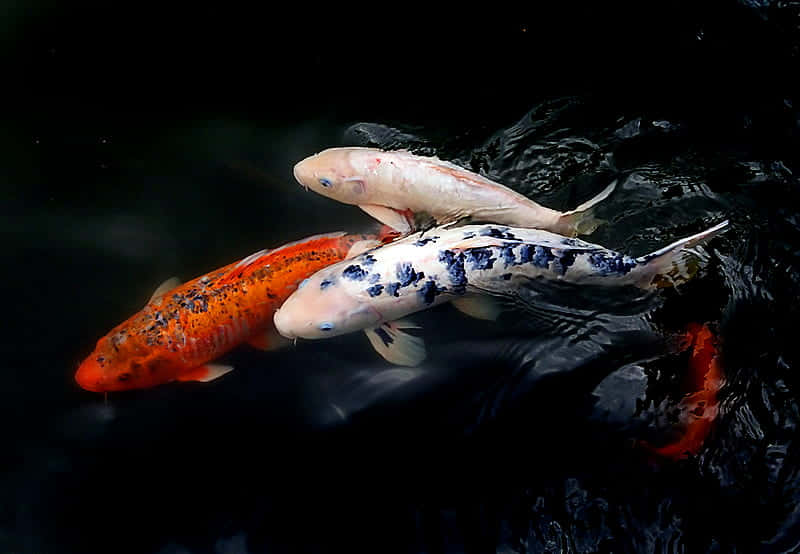 live koi fish, colorful koi fish, pond, SD Desktop Wallpaper