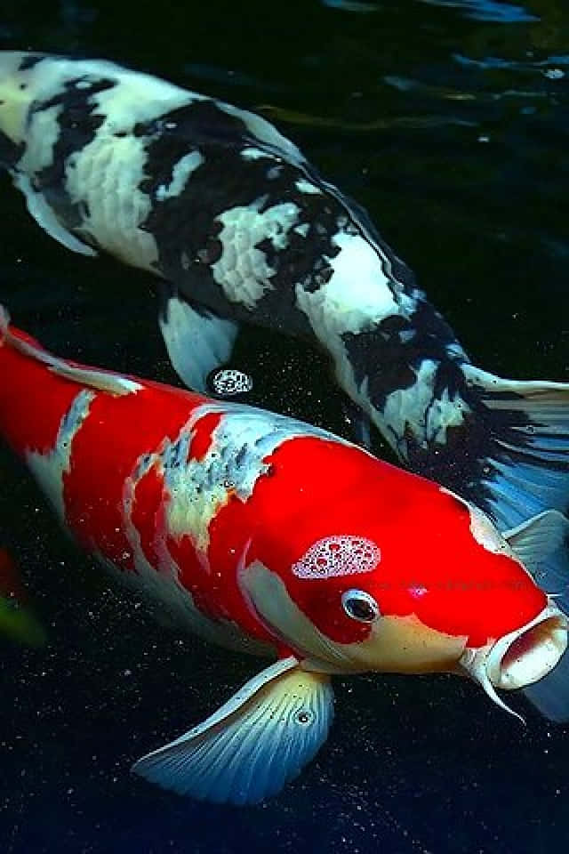 Live Koi Fish, black, orange, SD Phone Wallpaper