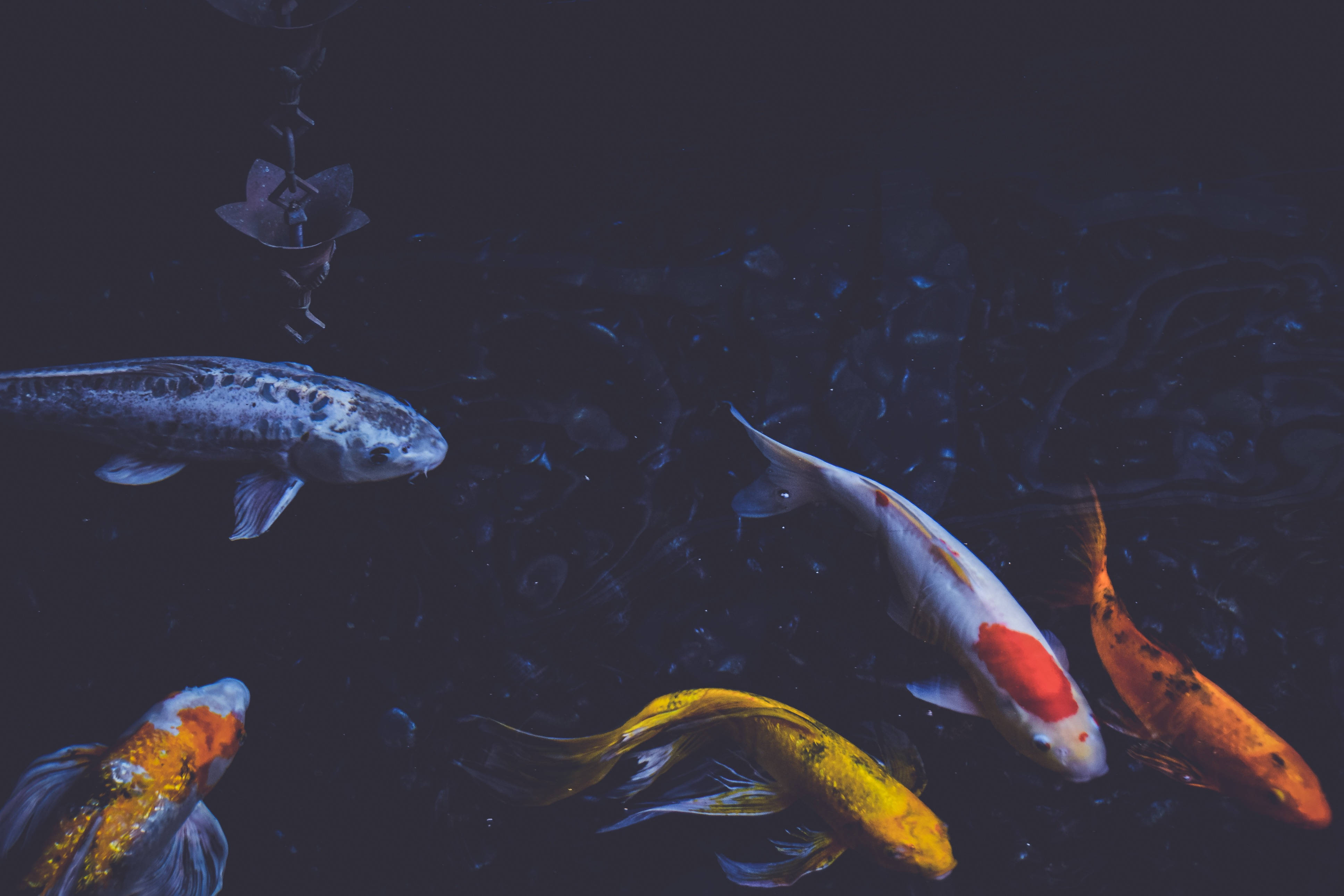 Five Koi Fish, colorful koi fish, dark water, 4K Desktop Wallpaper