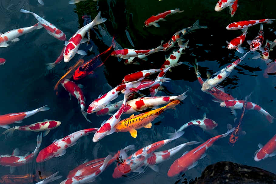 live koi fish, red white and orange patterns, deep blue pond water, SD Desktop Wallpaper