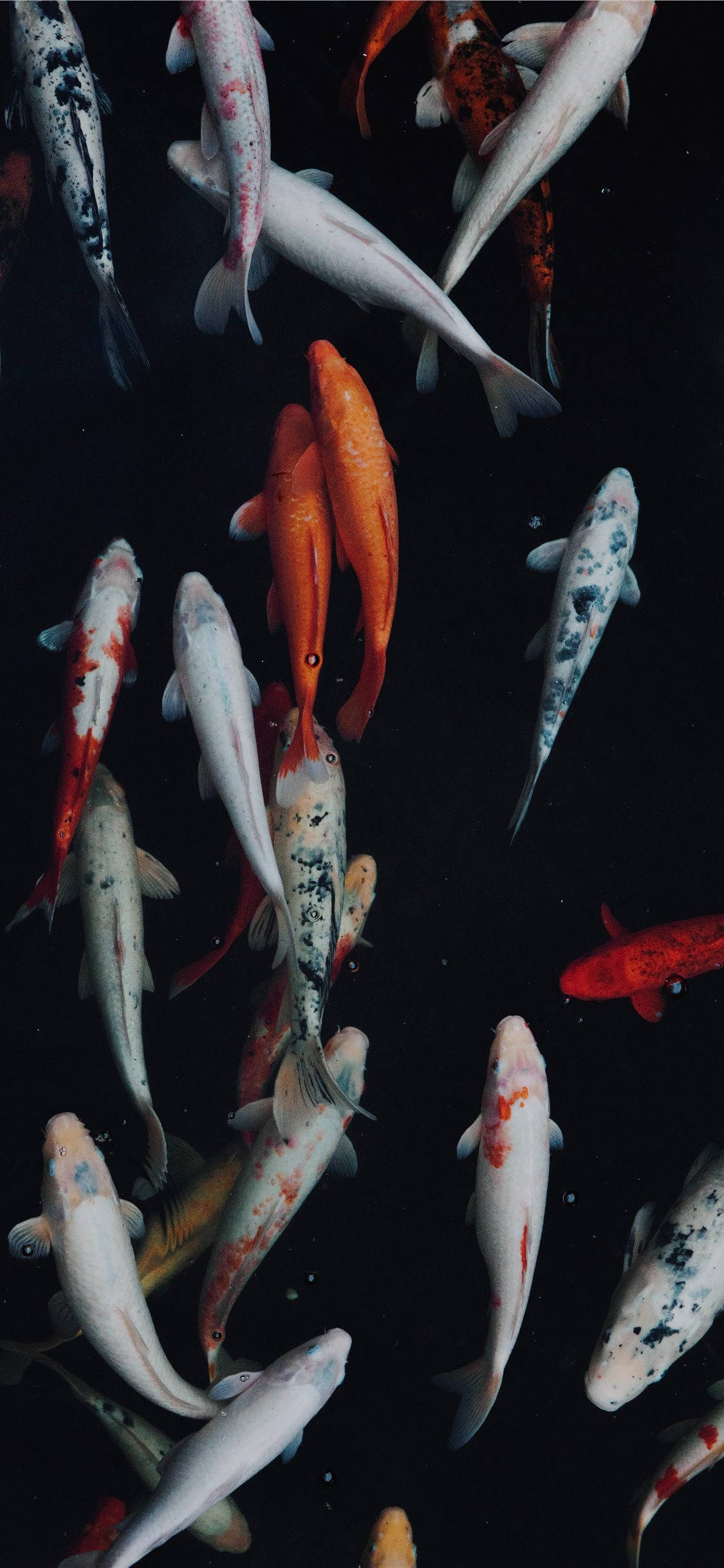 koi fish, pond, iPhone, Full HD Phone Wallpaper