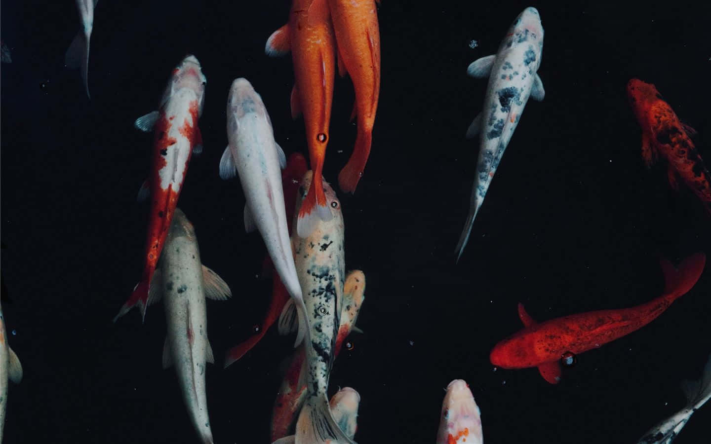 koi fish, orange white and black patterns, deep black water backdrop, HD Desktop Wallpaper
