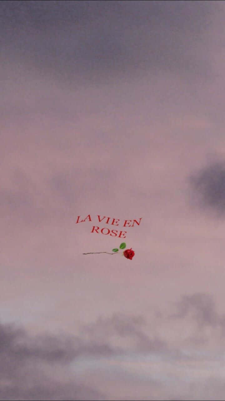 red rose, green leaves, soft pink and purple twilight sky, HD Phone Wallpaper