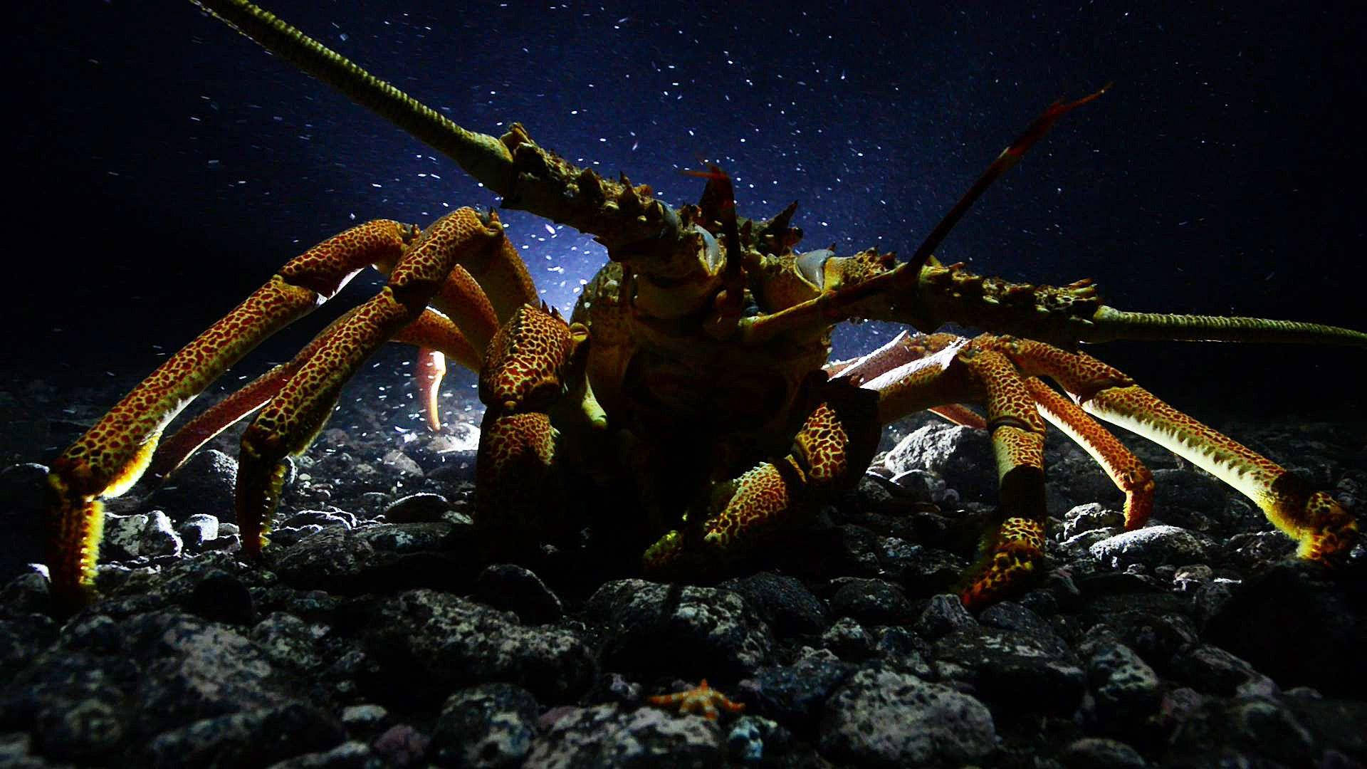 spiny lobster, spotlight, dark volcanic rocks, Full HD Desktop Wallpaper
