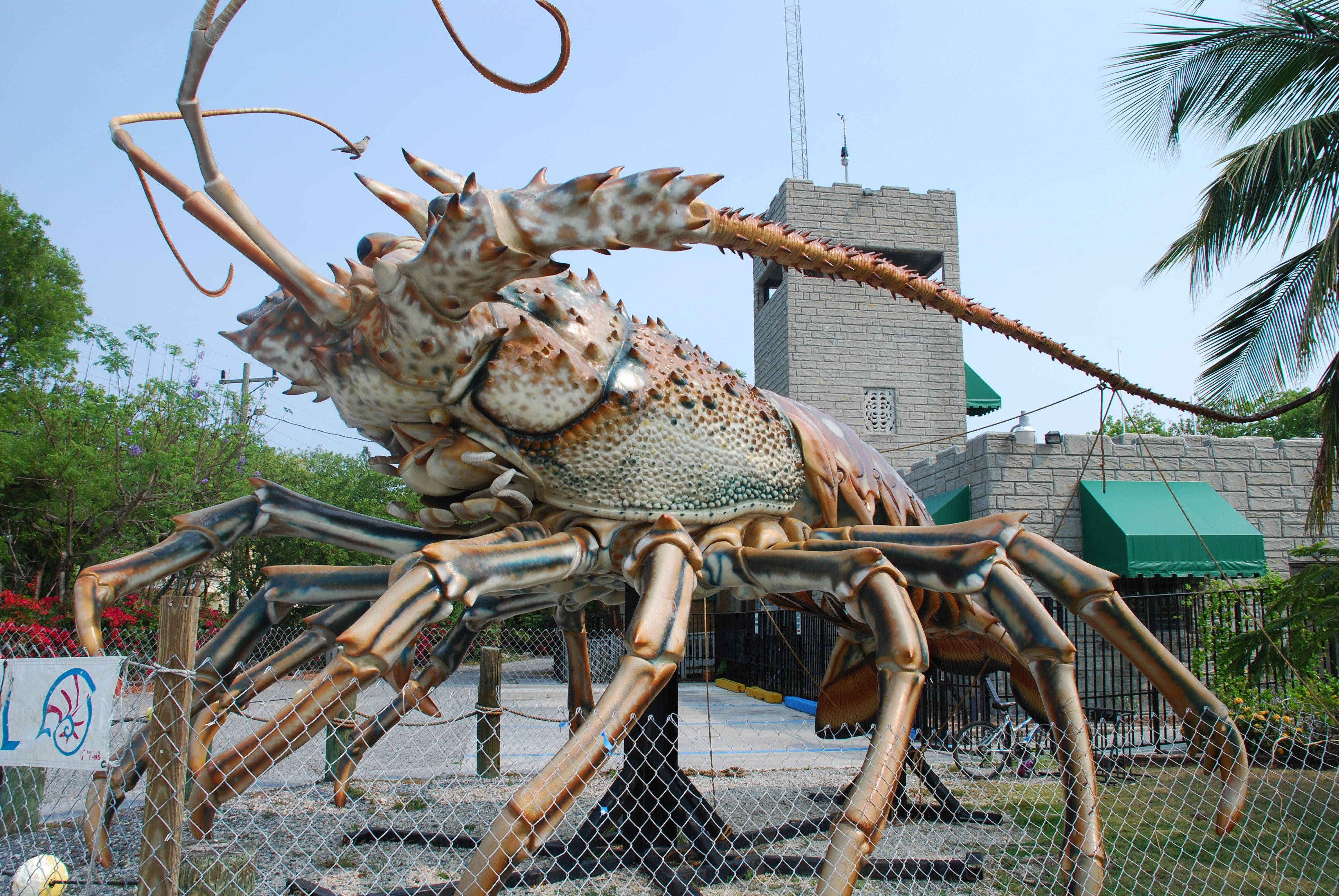 lobster, chain-link fence, palm trees, 4K Desktop Wallpaper