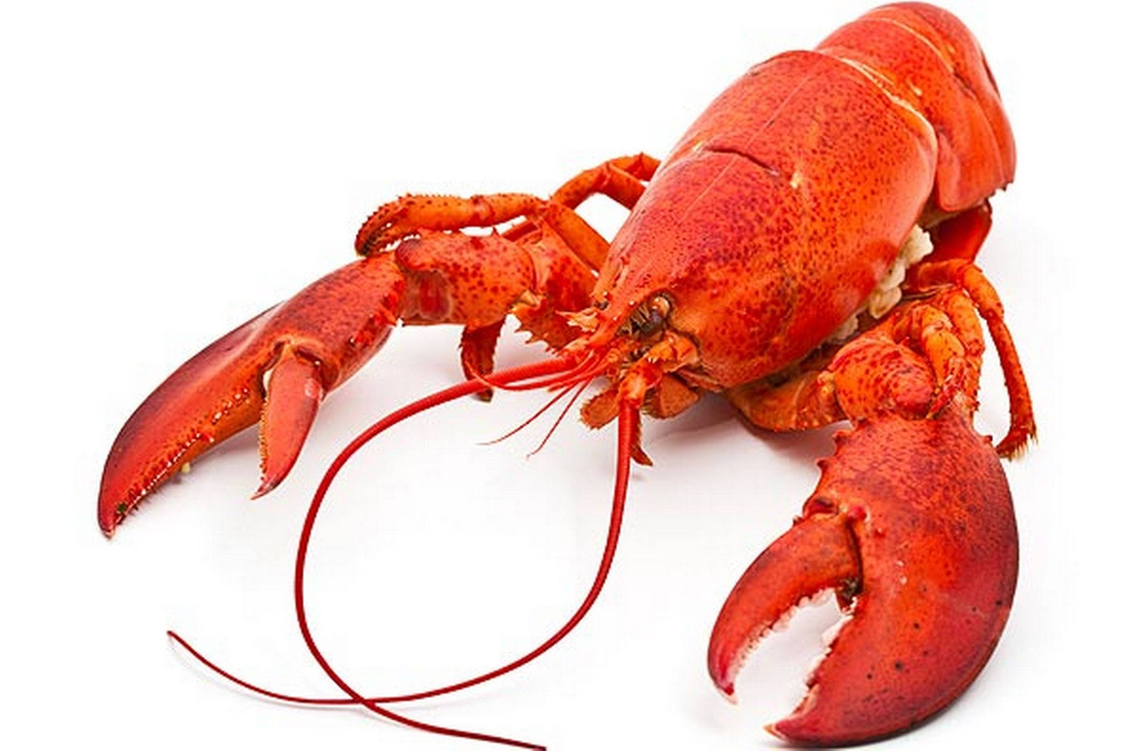 Lobster, red, long antennae, Full HD Desktop Wallpaper