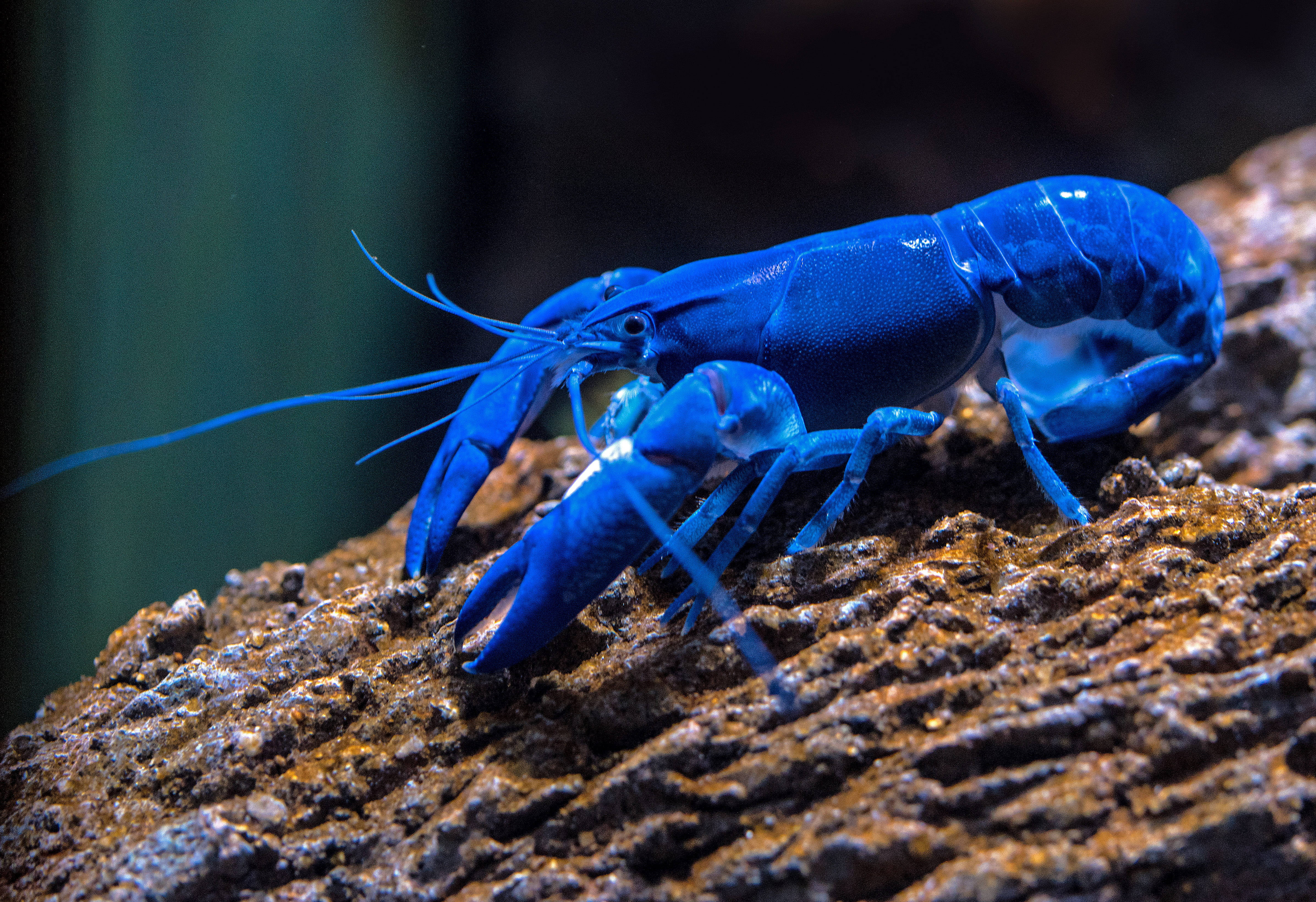 blue lobster, mossy rock, textured brown log, 4K Desktop Wallpaper