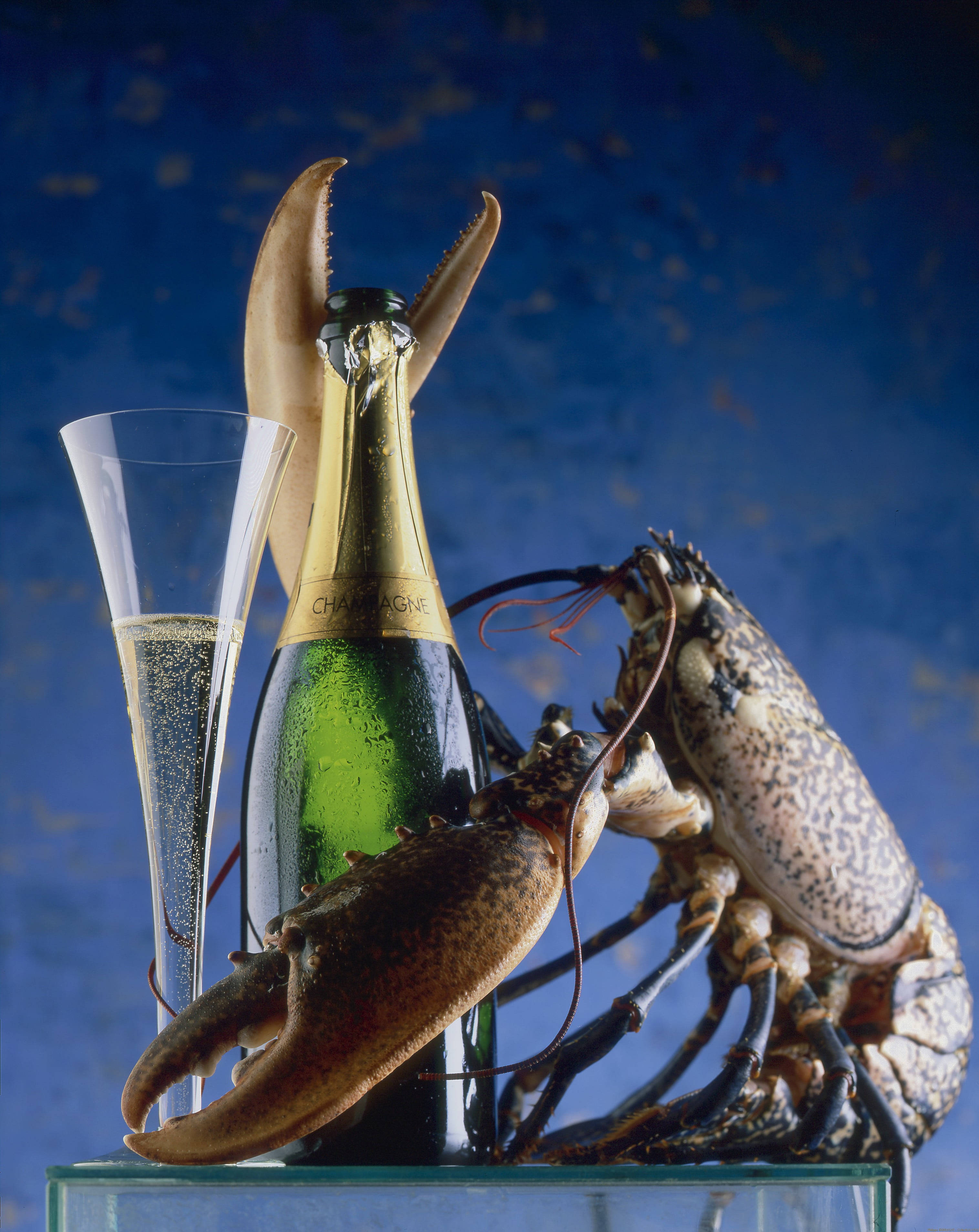 calico lobster, champagne, chilled champagne bottle, 2K Phone Wallpaper