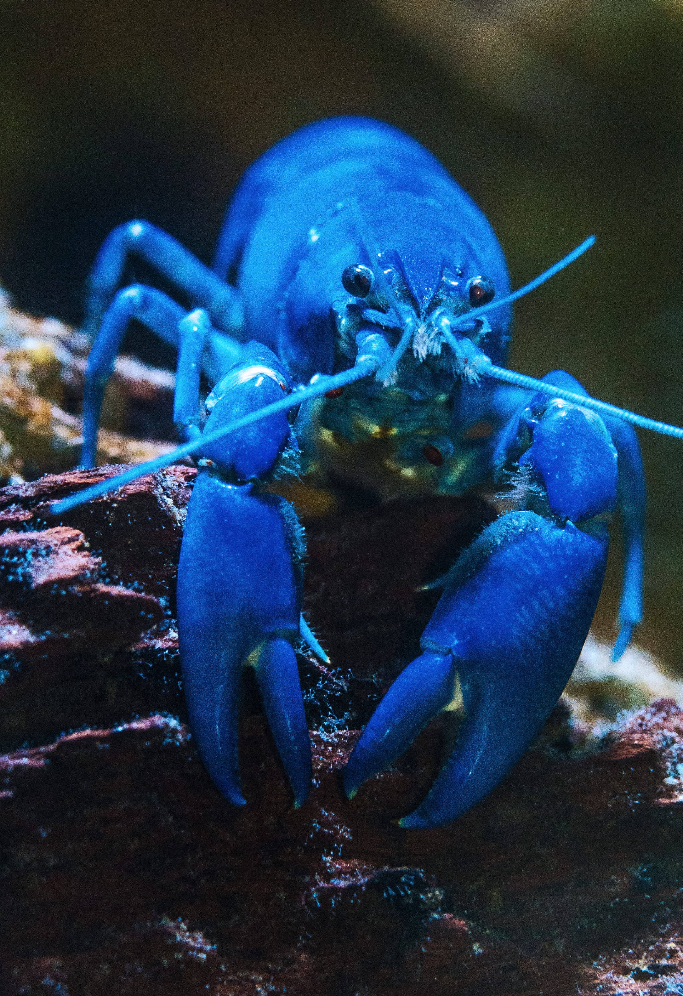 blue lobster, jagged rock, electric blue, 2K Phone Wallpaper