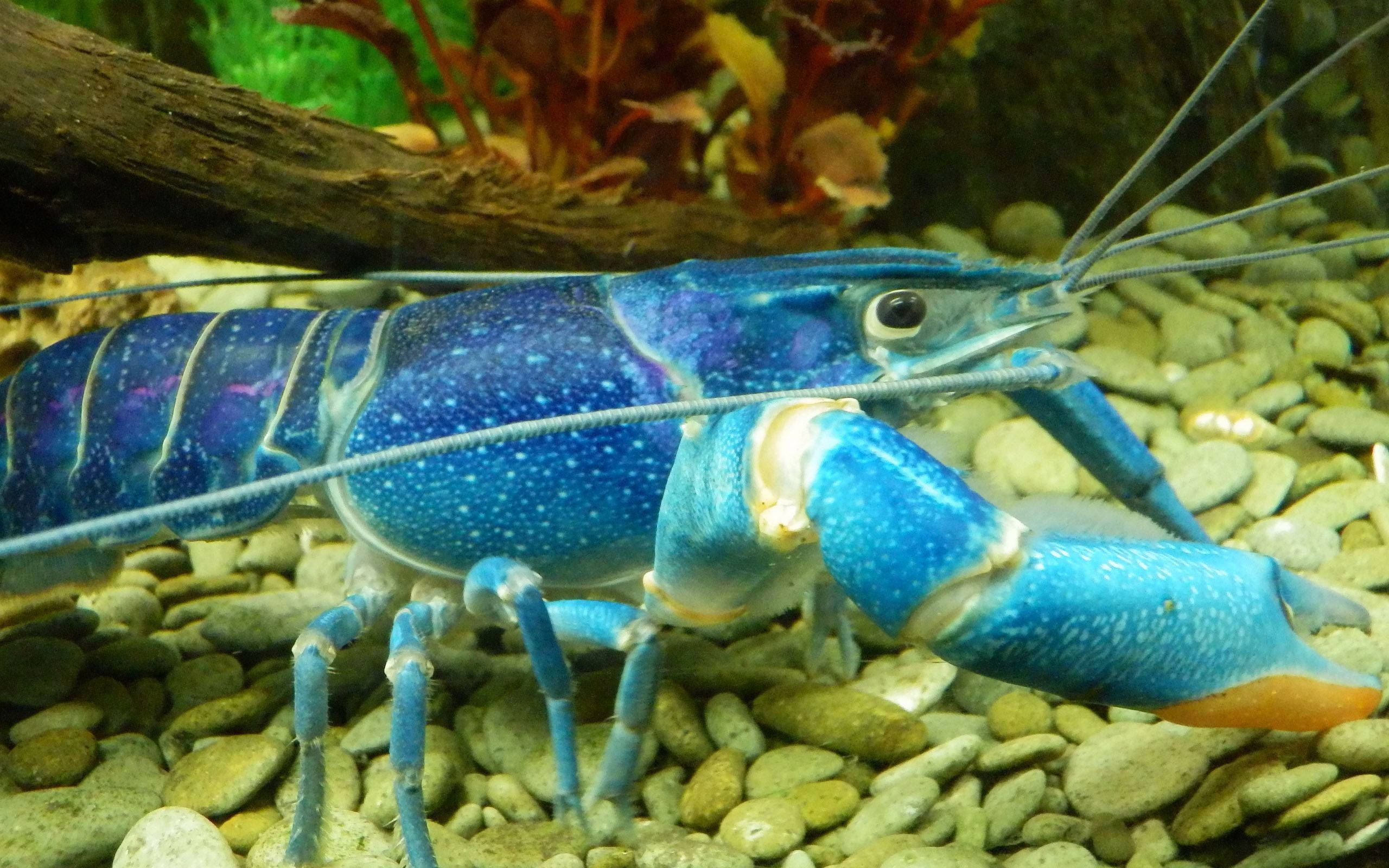 blue lobster, pebbles, driftwood, 2K Desktop Wallpaper