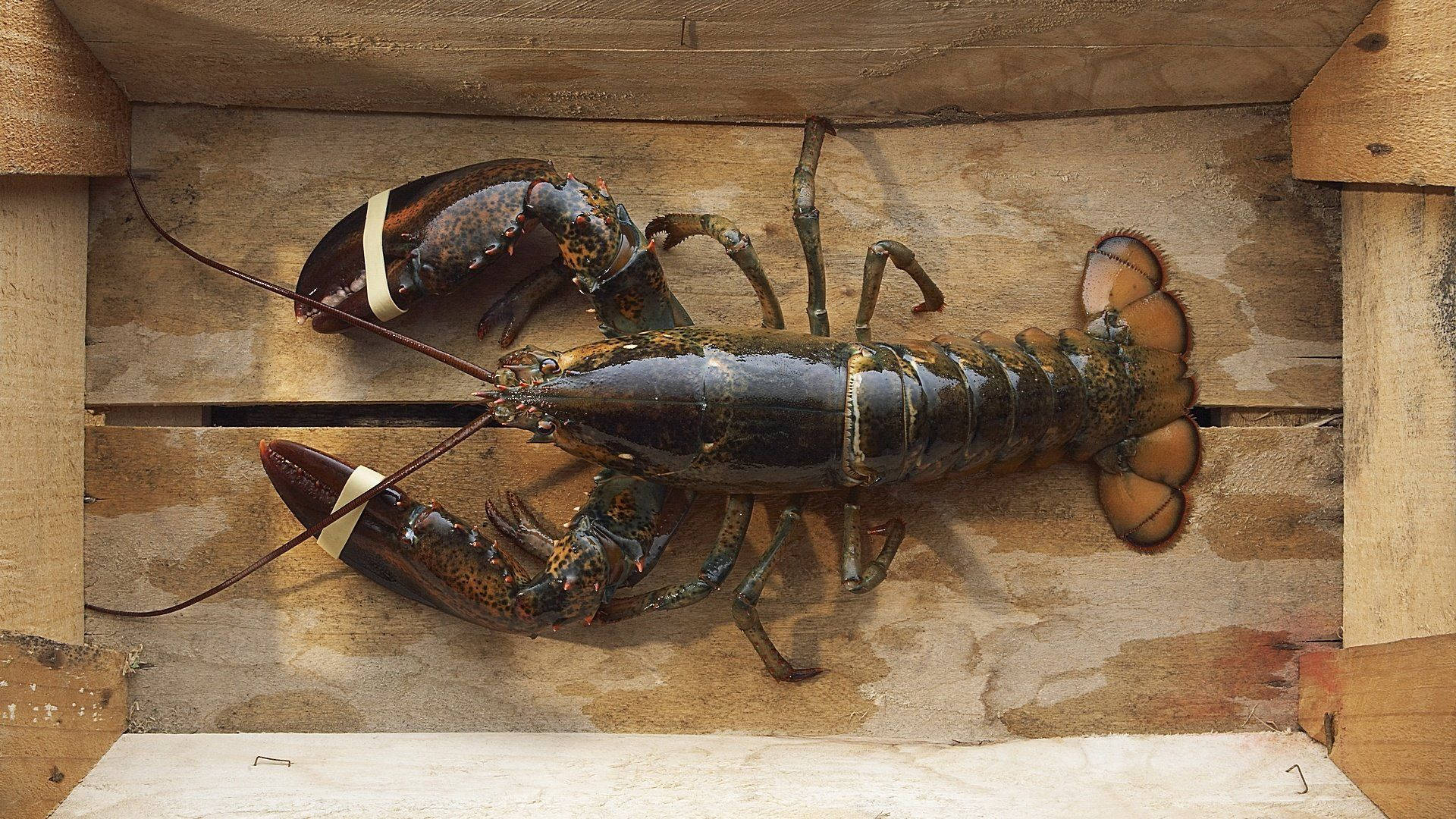 Lobster, wooden crate, taped claws, Full HD Desktop Wallpaper