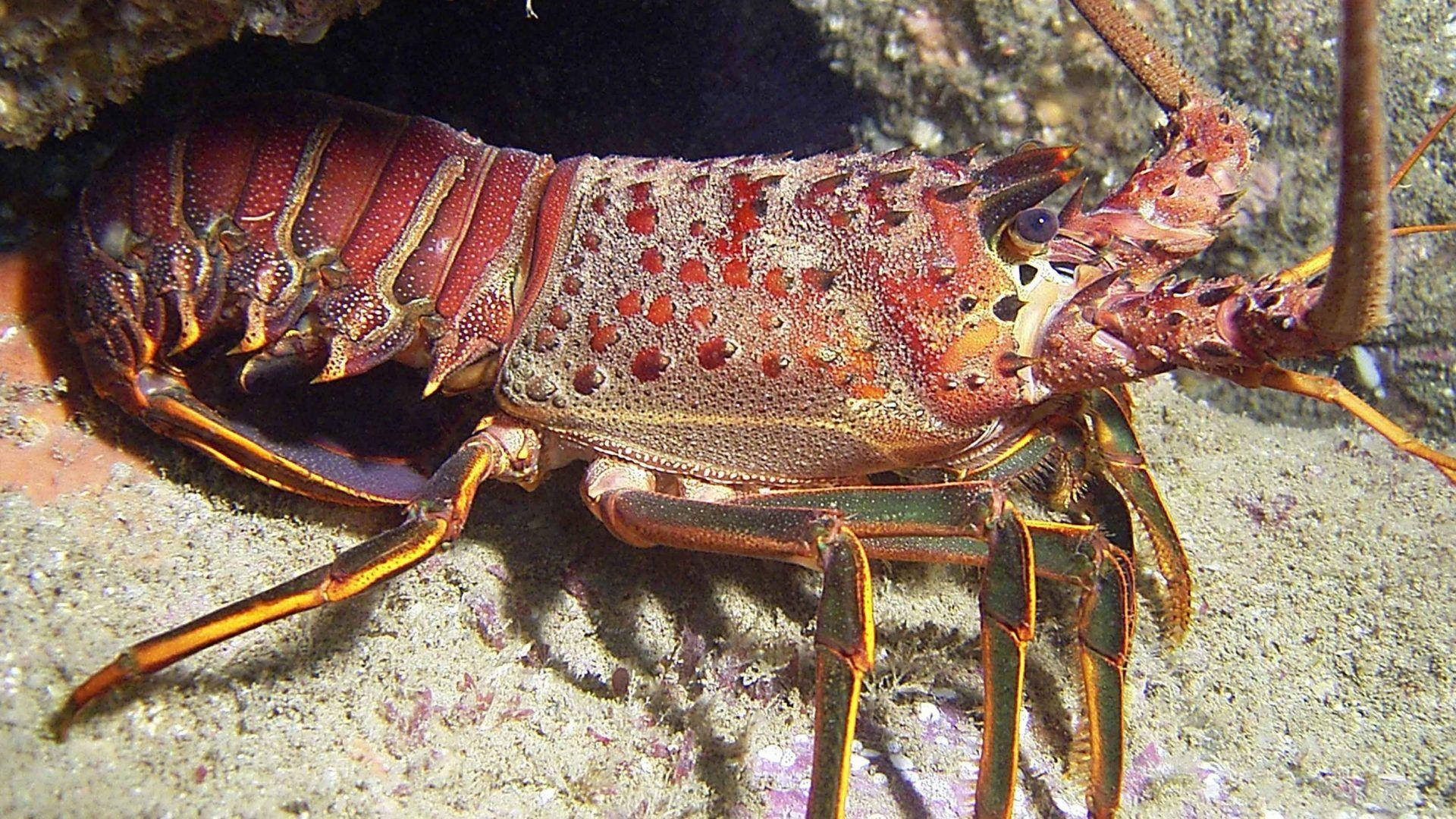 Lobster, dark green legs, vibrant red, Full HD Desktop Wallpaper