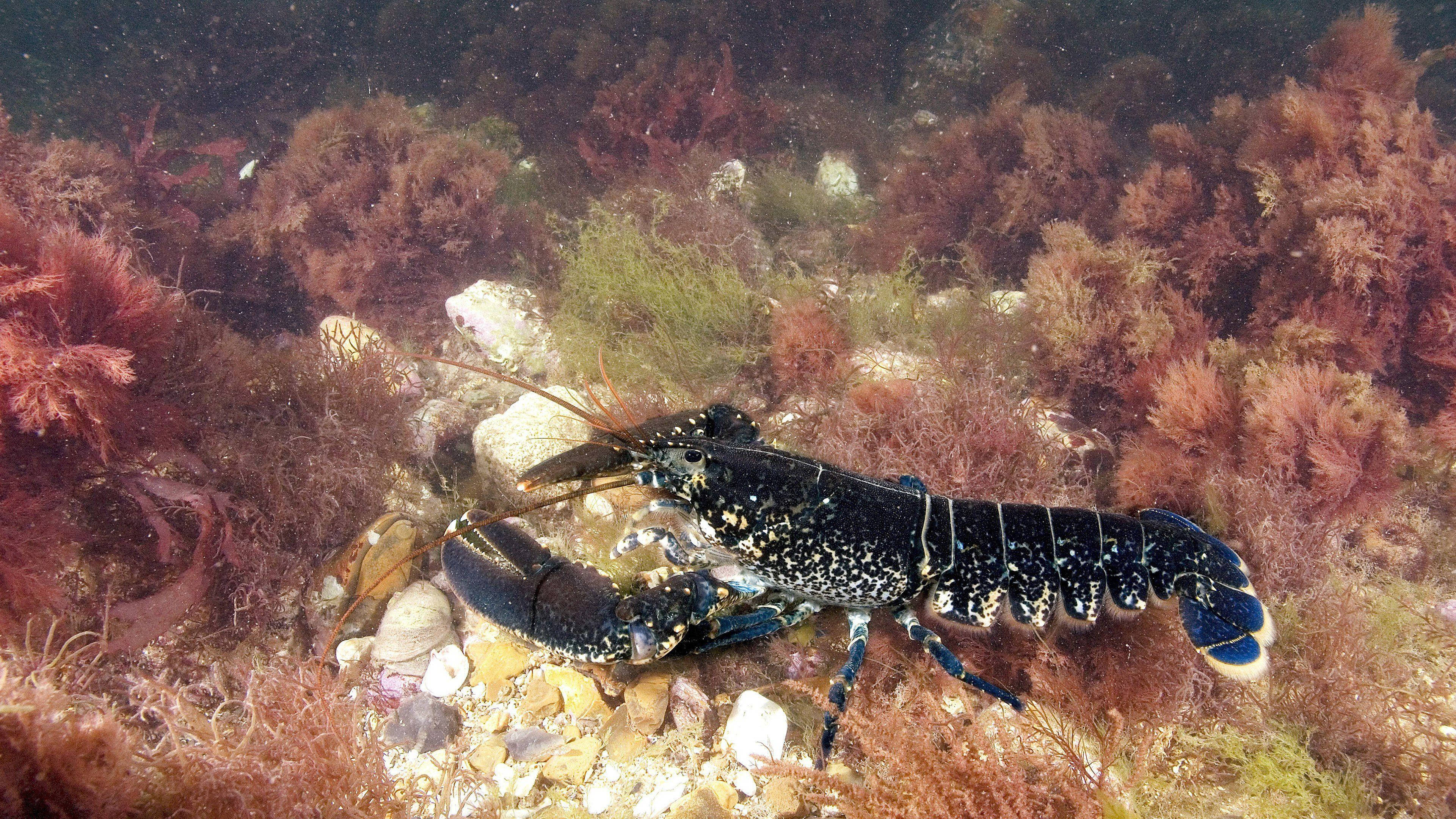 Lobster, black carapace, rocky seabed, 4K Desktop Wallpaper