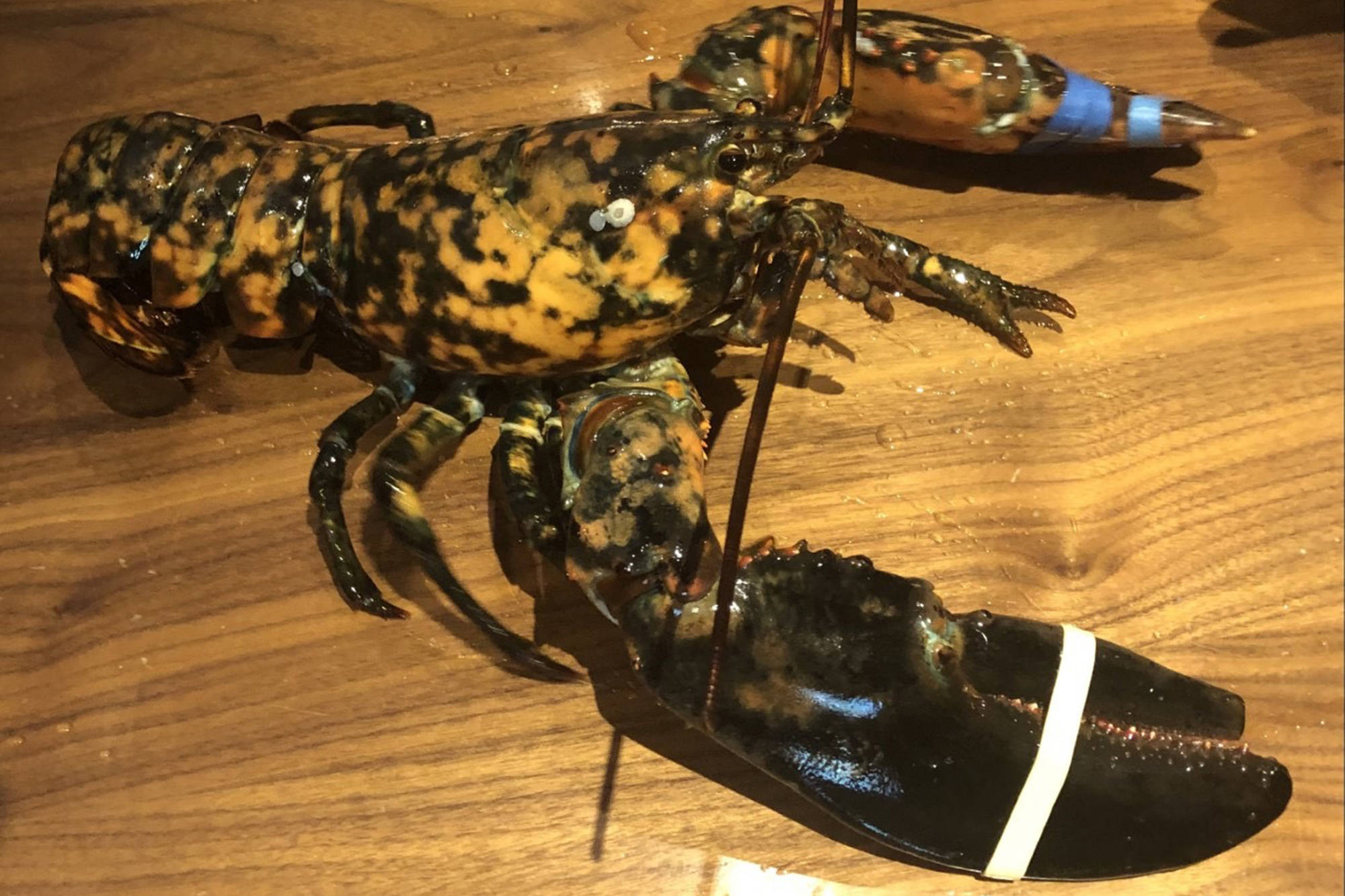calico lobster, mottled orange and black shell, wooden table, Full HD Desktop Wallpaper