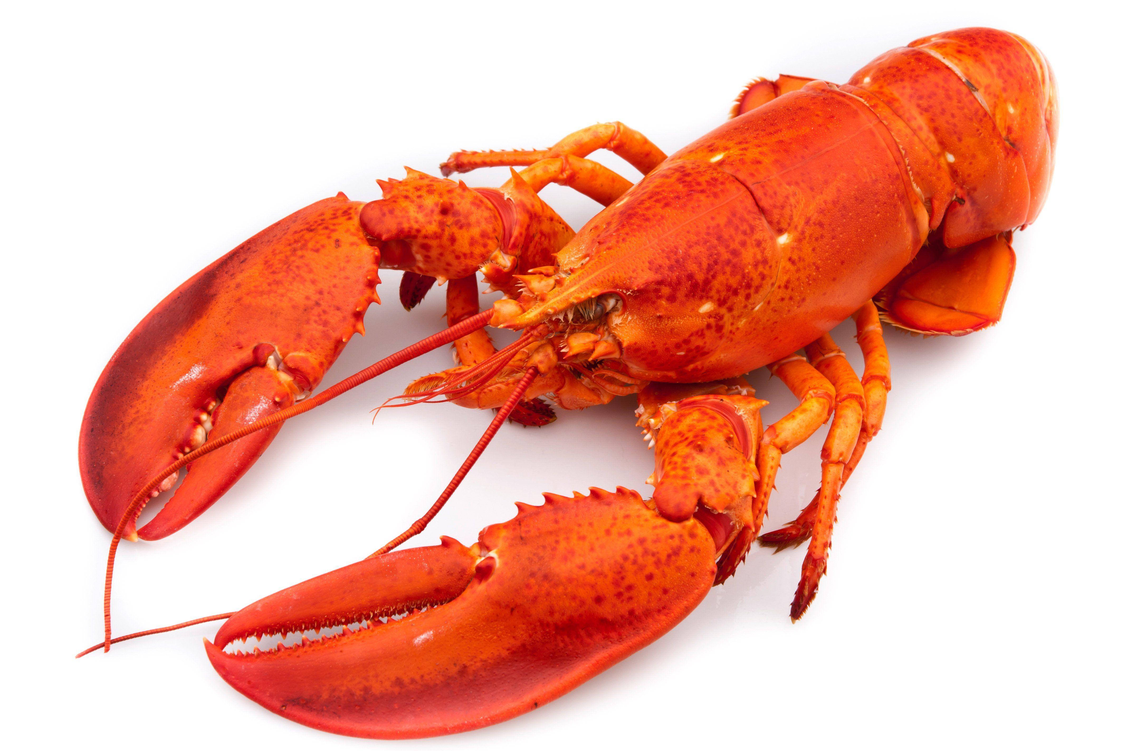 cooked lobster, vibrant red, claws, 4K Desktop Wallpaper