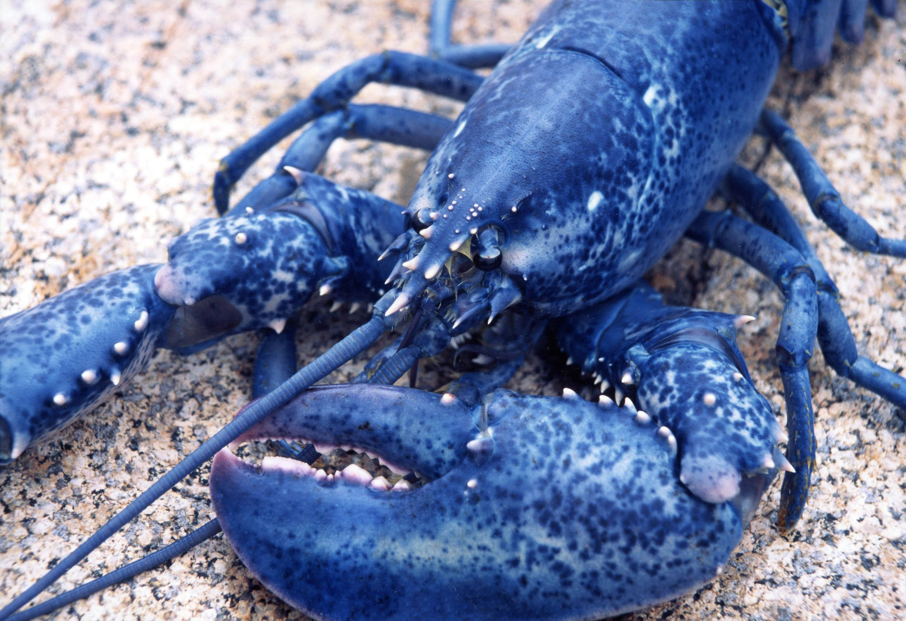 blue lobster, huge claws, white speckles, 2K Desktop Wallpaper