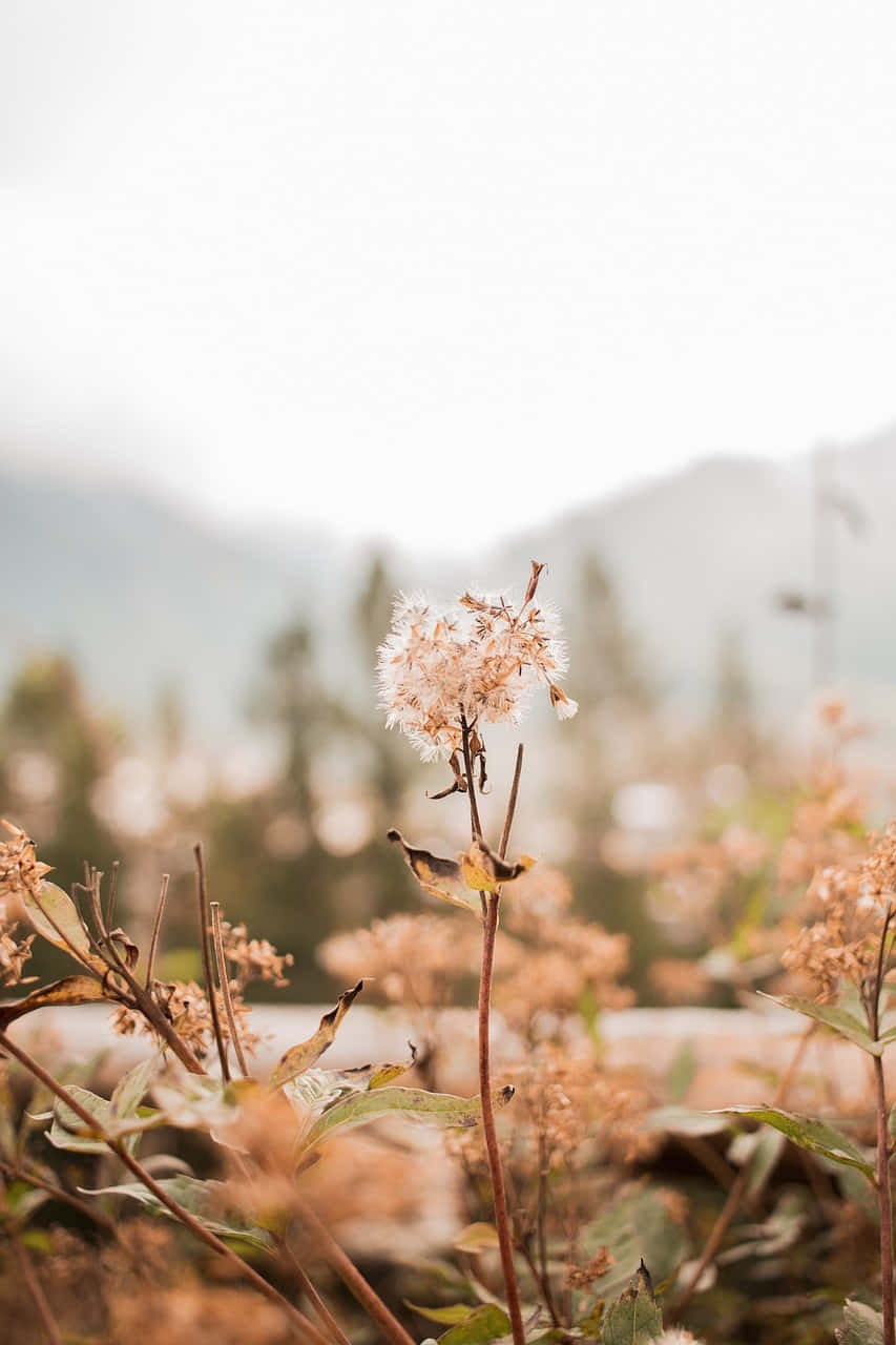 autumn dandelion backdrop, dried flower head, hazy mountain backdrop, HD Phone Wallpaper