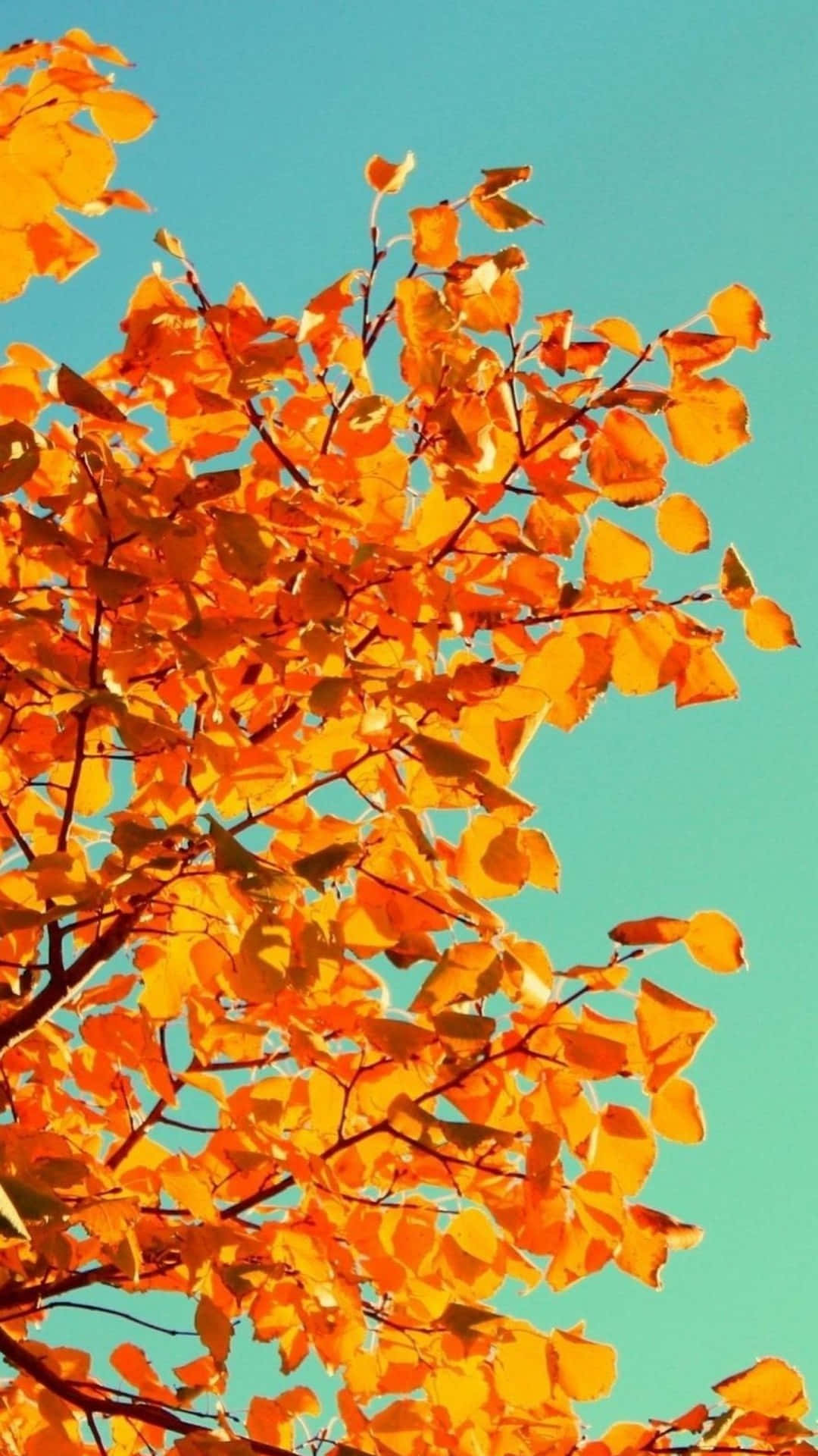 autumn leaves, blue sky, turquoise sky, Full HD Phone Wallpaper