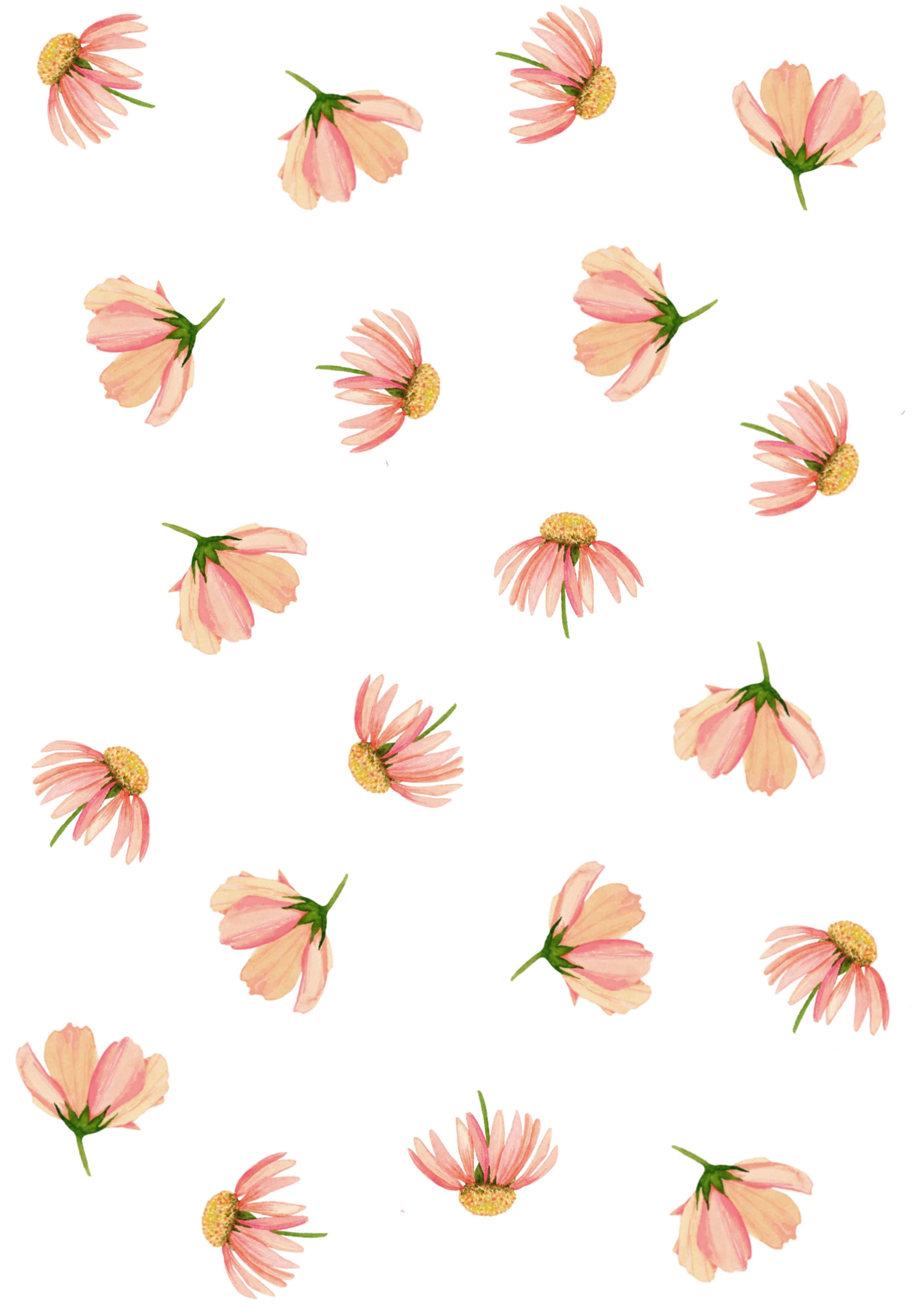 pink daisy pattern, cosmos flowers, yellow centers, 2K Phone Wallpaper