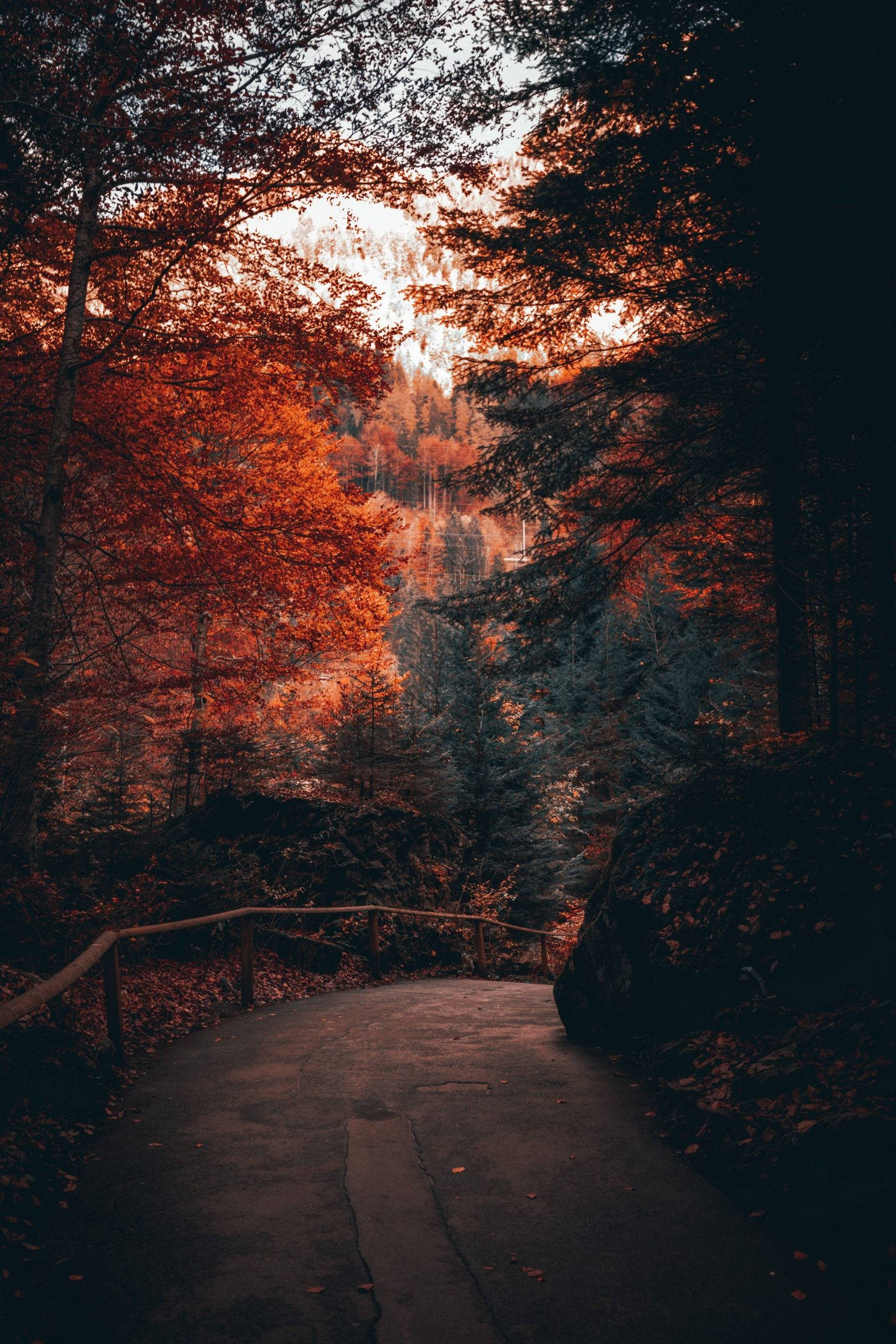 Cute Fall Phone, winding forest path, warm autumn light, Full HD Phone Wallpaper
