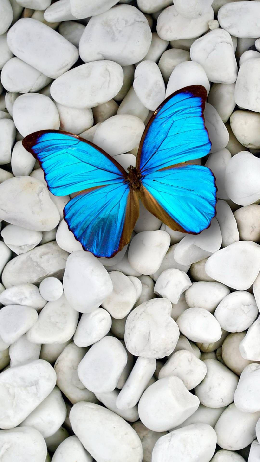 blue morpho butterfly, white river stones, serene natural setting, Full HD Phone Wallpaper