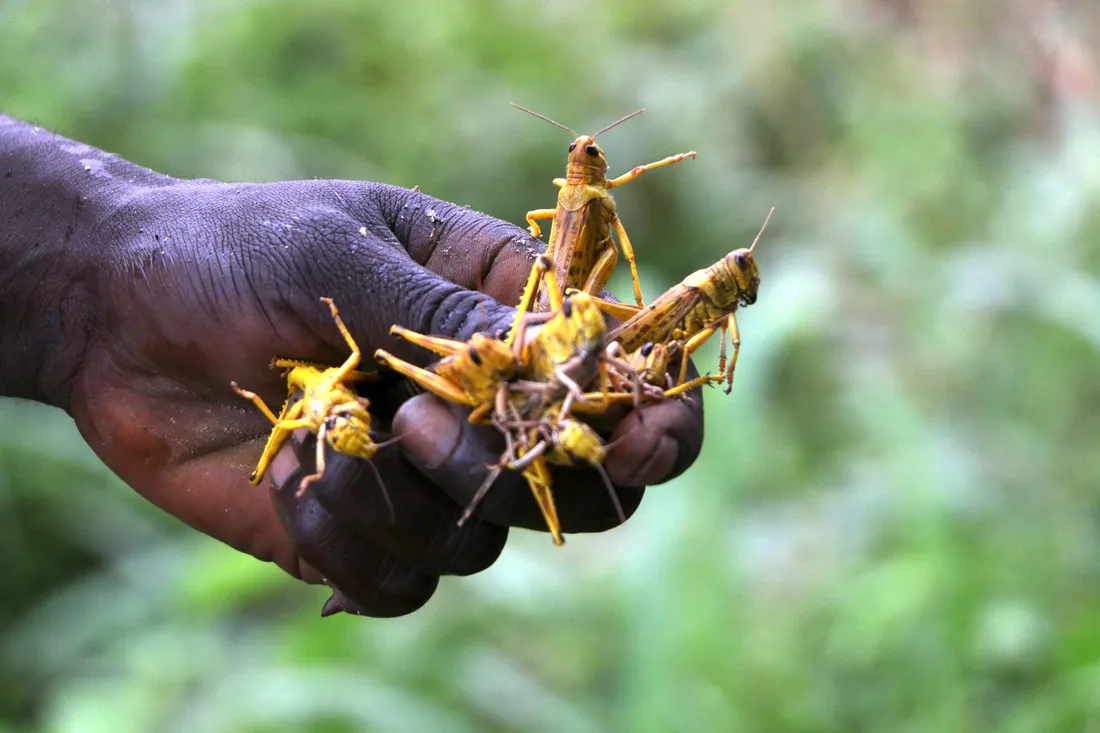 Locust