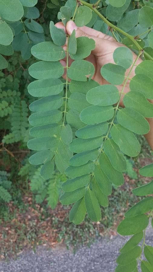 Black Locust, compound leaf, vibrant green, SD Phone Wallpaper