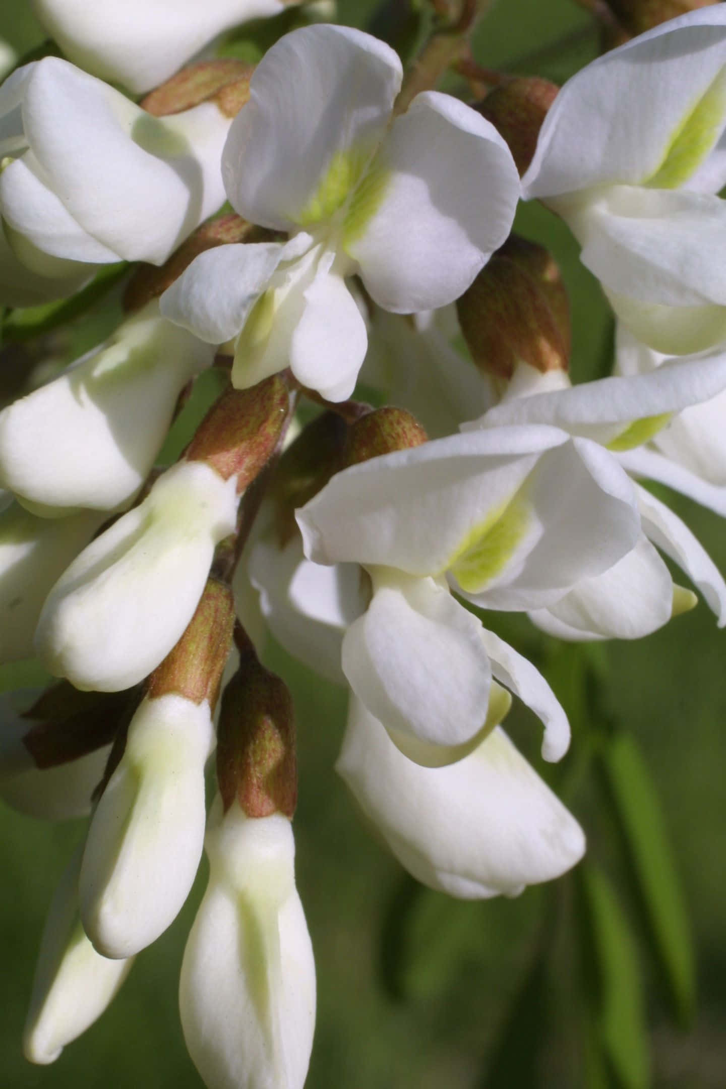 Black Locust tree, white flowers, pale yellow centers, Full HD Phone Wallpaper