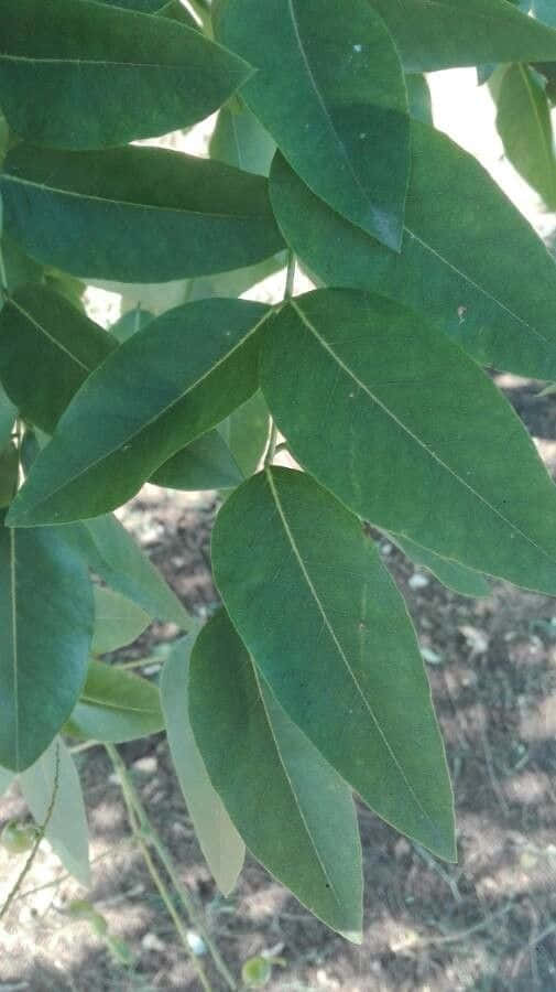 Black Locust, sunlit green leaves, visible veins, SD Phone Wallpaper