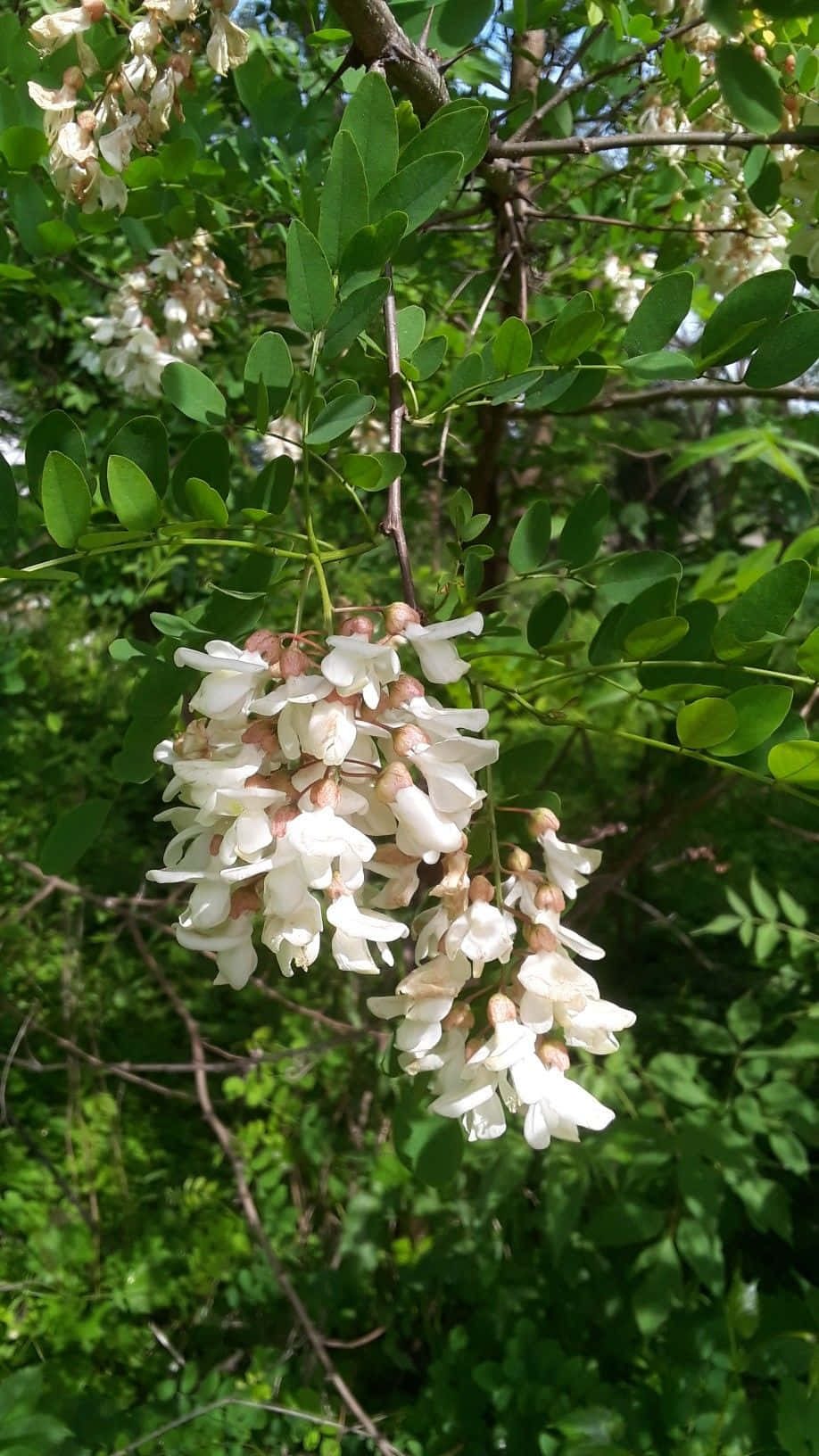 Black Locust, white flowers, leafy green tree branch, HD Phone Wallpaper