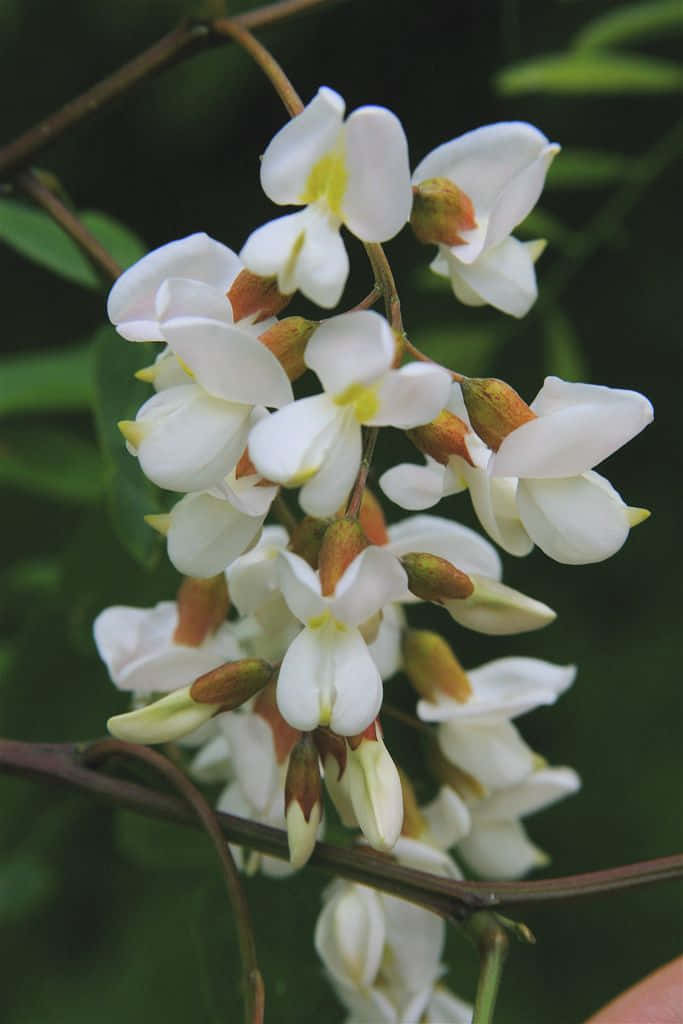 Black Locust Tree, delicate white flowers, yellow centers, SD Phone Wallpaper