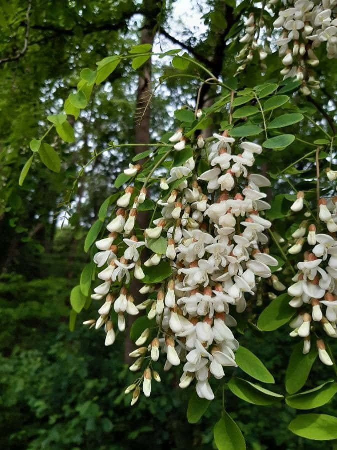 Black Locust, white flowers, tree branch, SD Phone Wallpaper