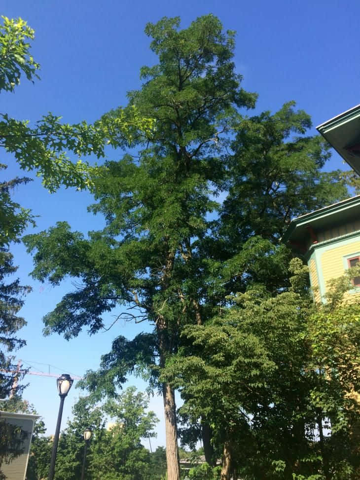 Black Locust, yellow house, street lamps, SD Phone Wallpaper