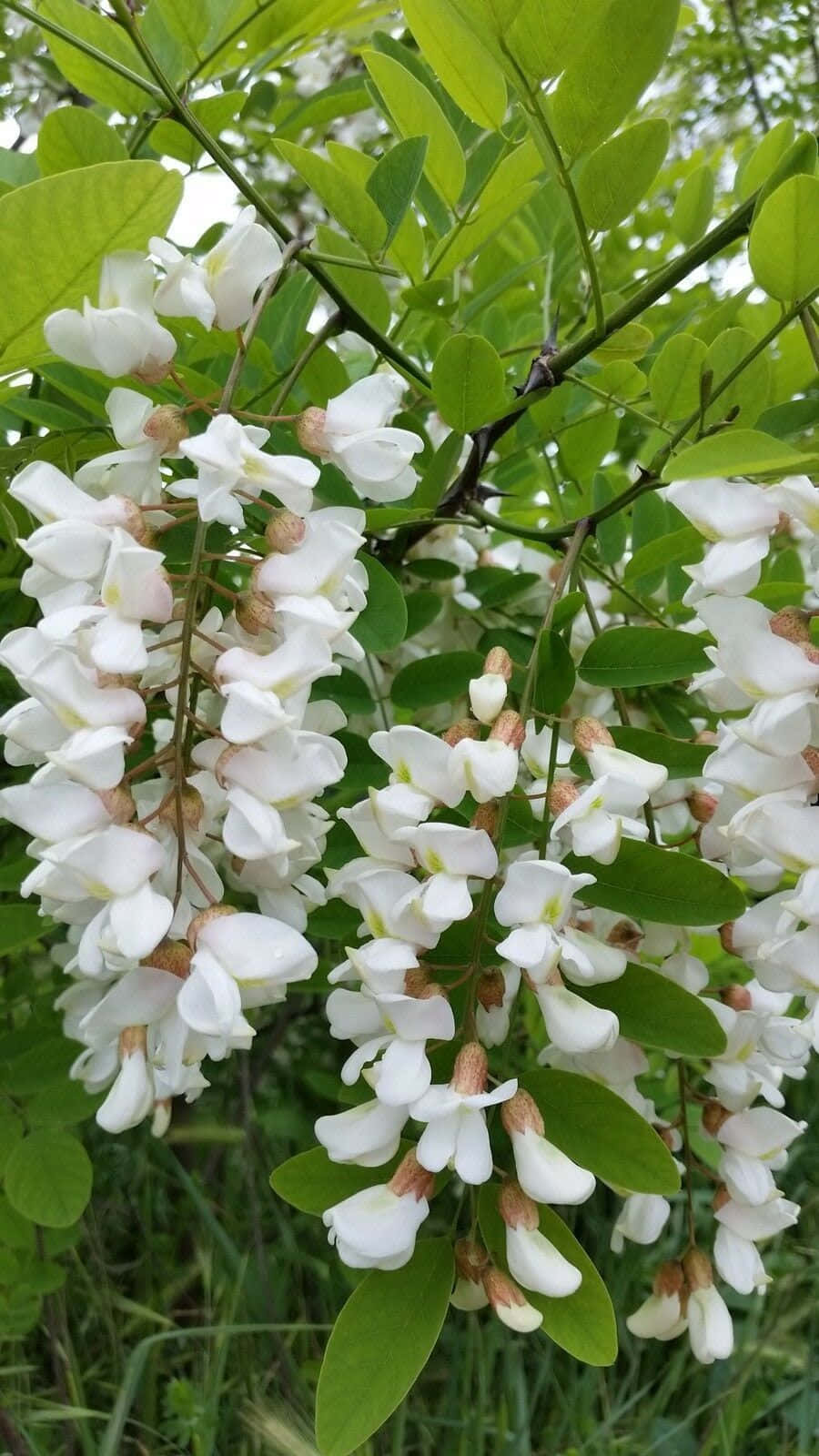 Black Locust Tree, white blossoms, delicate clusters, HD Phone Wallpaper
