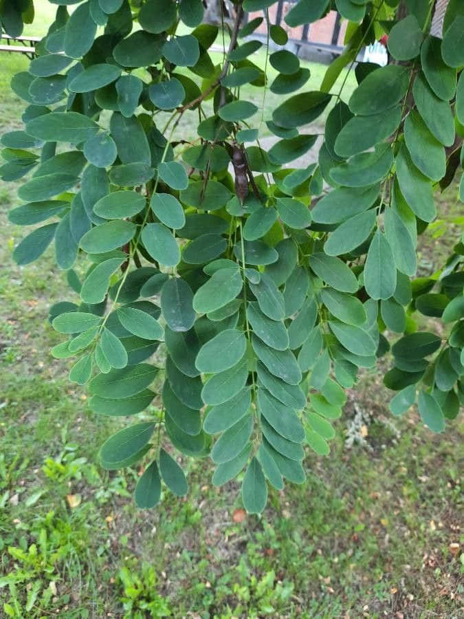 Black Locust, compound leaves, tree branch, SD Phone Wallpaper