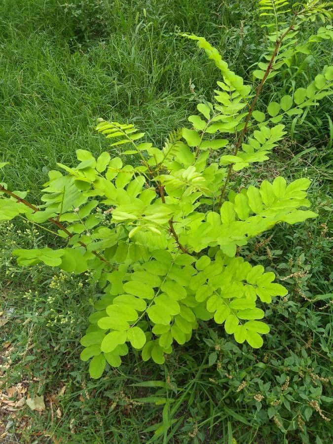 Black Locust, lime-green, thorny stems, SD Phone Wallpaper