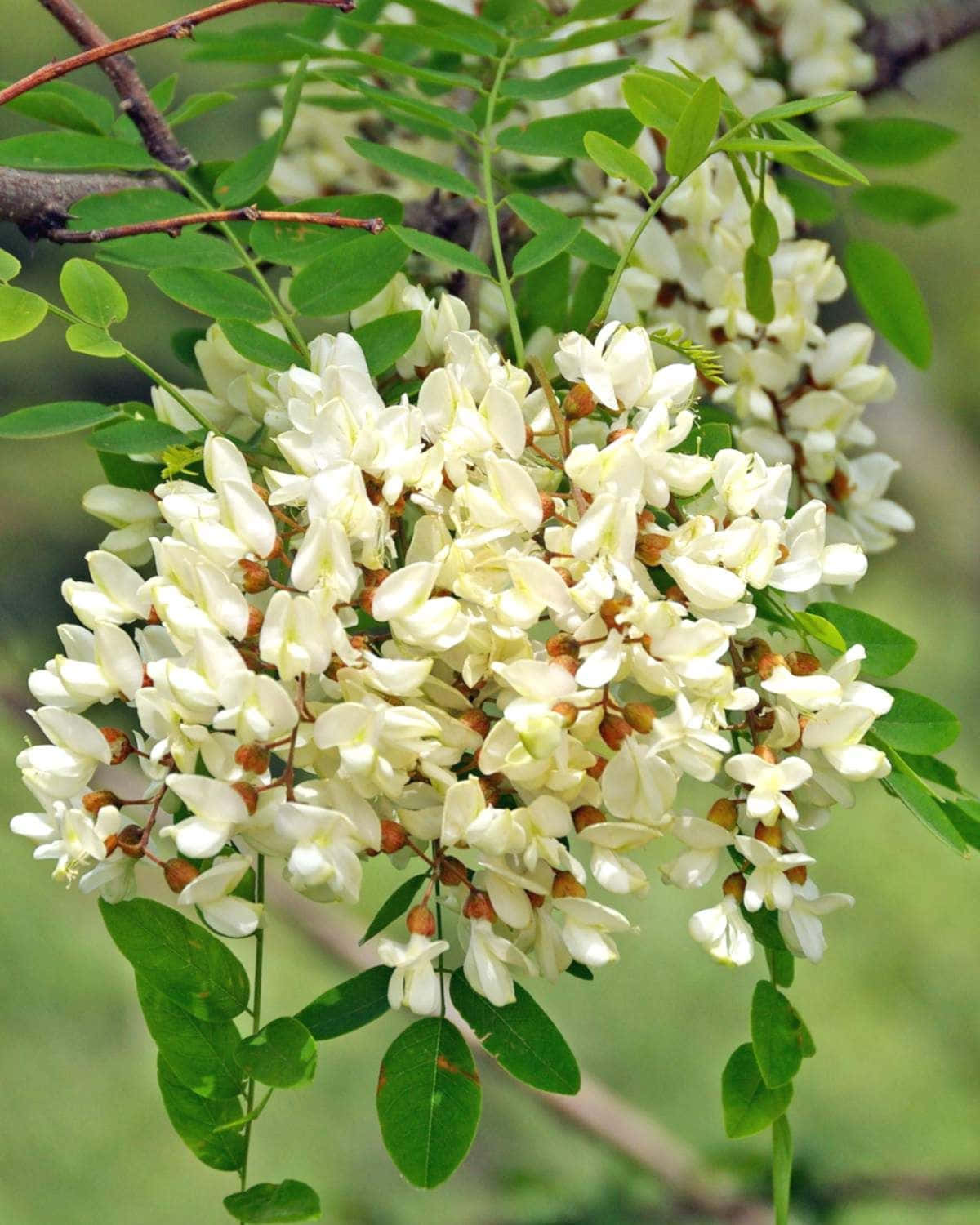 Black Locust Tree, creamy white flowers, vibrant green leaves, HD Phone Wallpaper