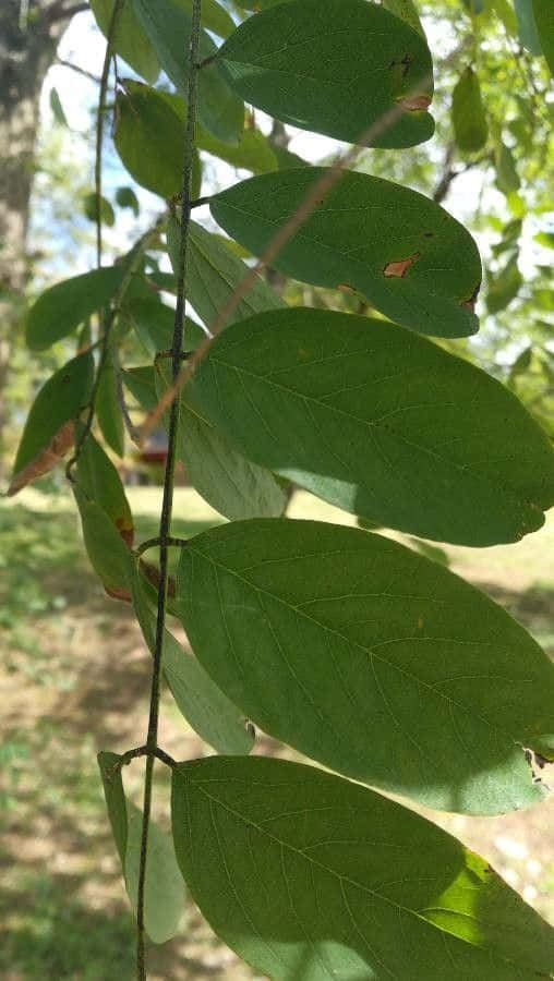 Black Locust, slender branch, sunlit green leaves, SD Phone Wallpaper